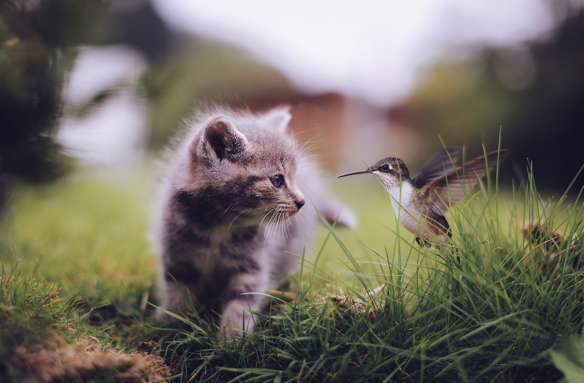 Download mobile wallpaper Bird, Kitten, Animal, Cute, Hummingbird for free.