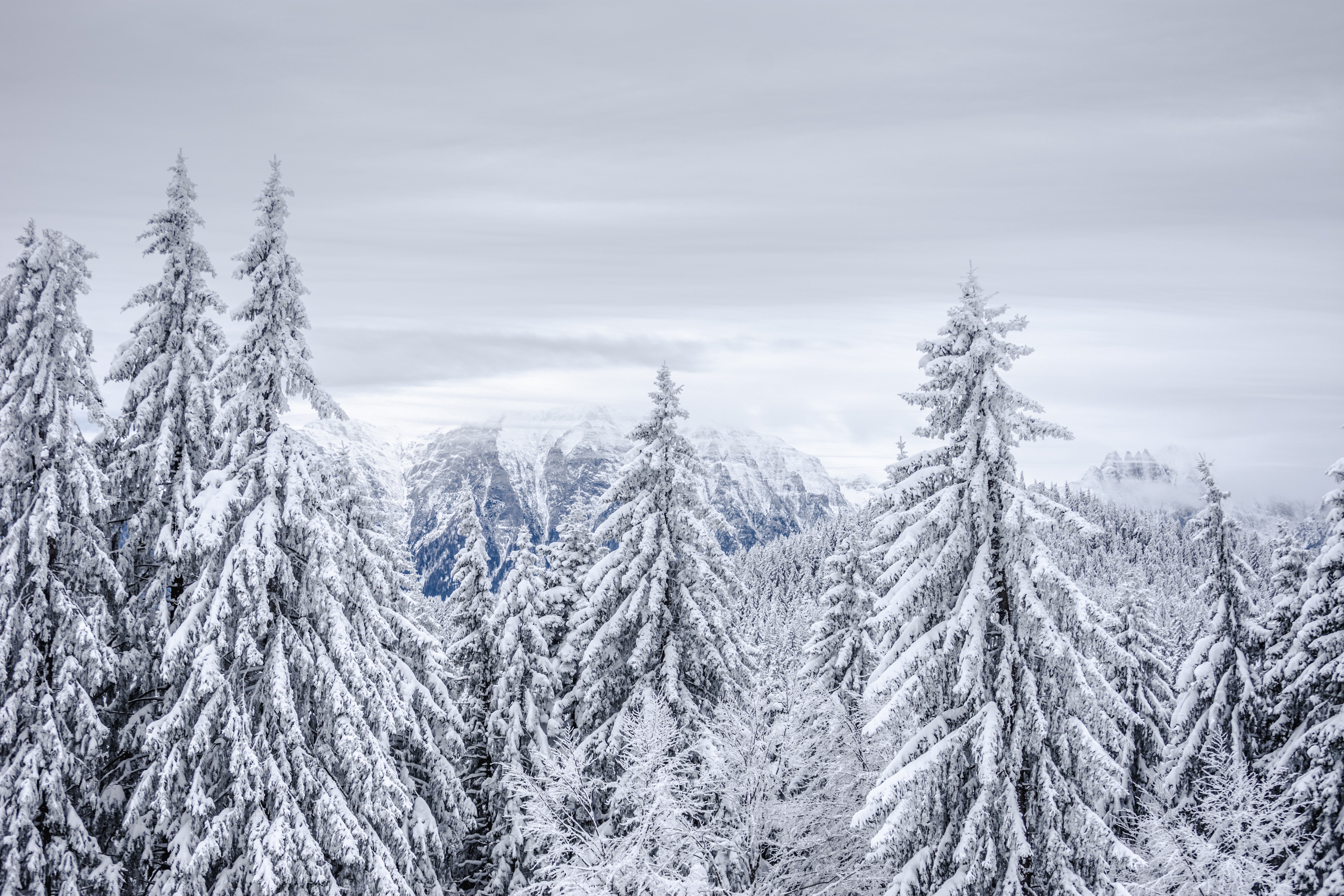Download mobile wallpaper Winter, Snow, Mountain, Forest, Earth, Spruce for free.