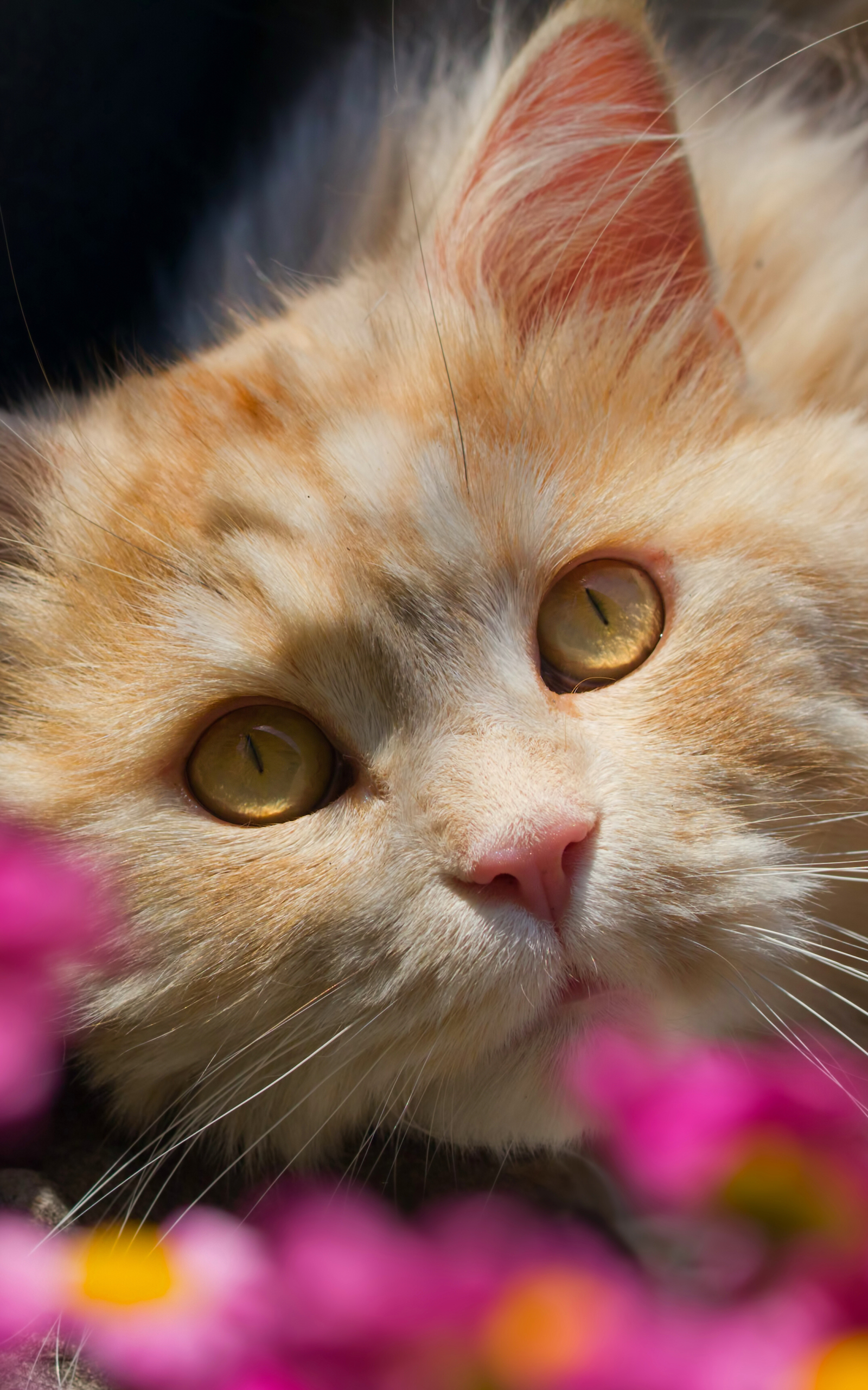 Free download wallpaper Cats, Cat, Close Up, Animal, Face on your PC desktop