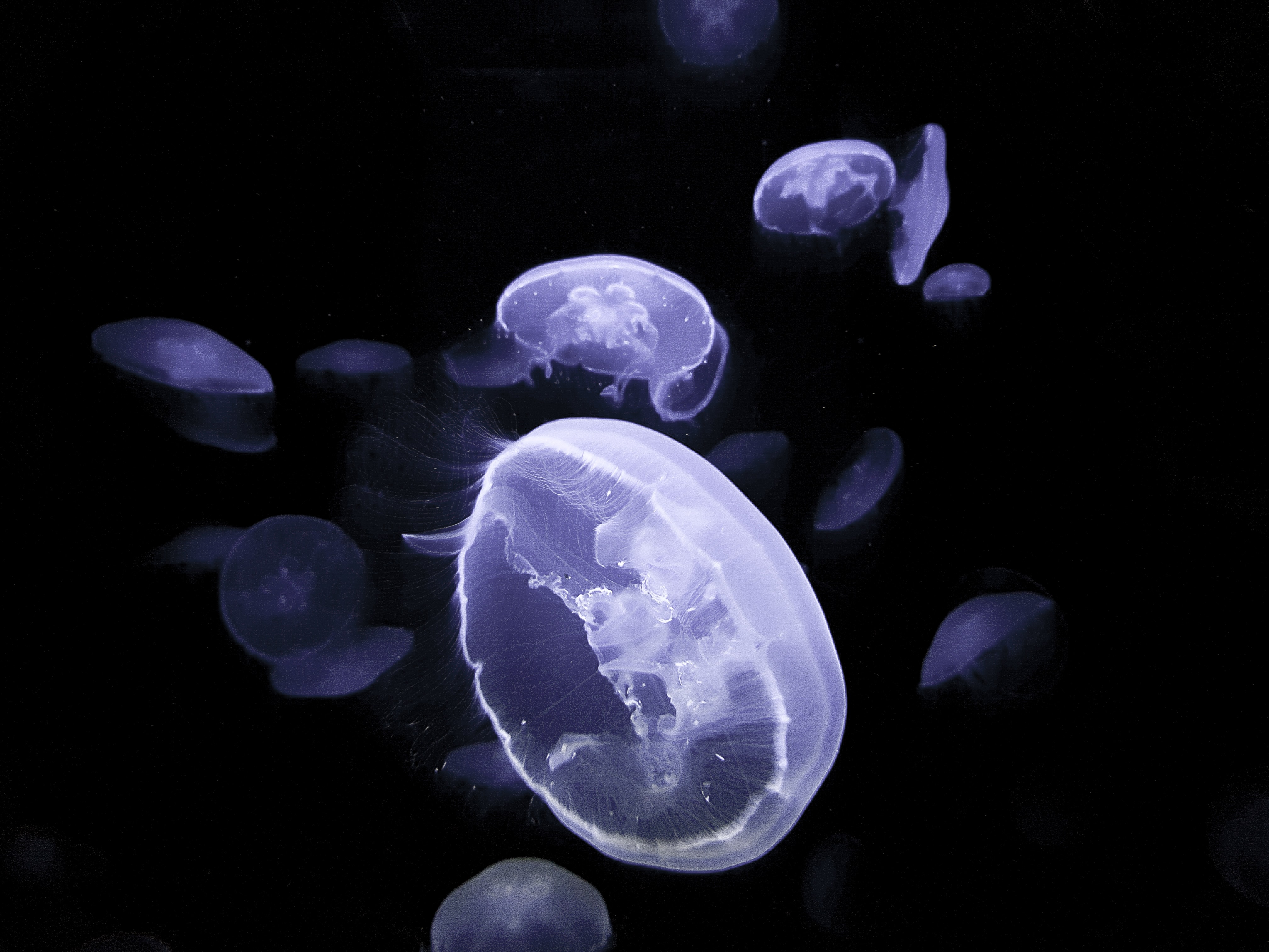 138300 Hintergrundbild herunterladen tiere, jellyfish, glühen, glow, kreaturen, unter dem wasser, unterwasser - Bildschirmschoner und Bilder kostenlos
