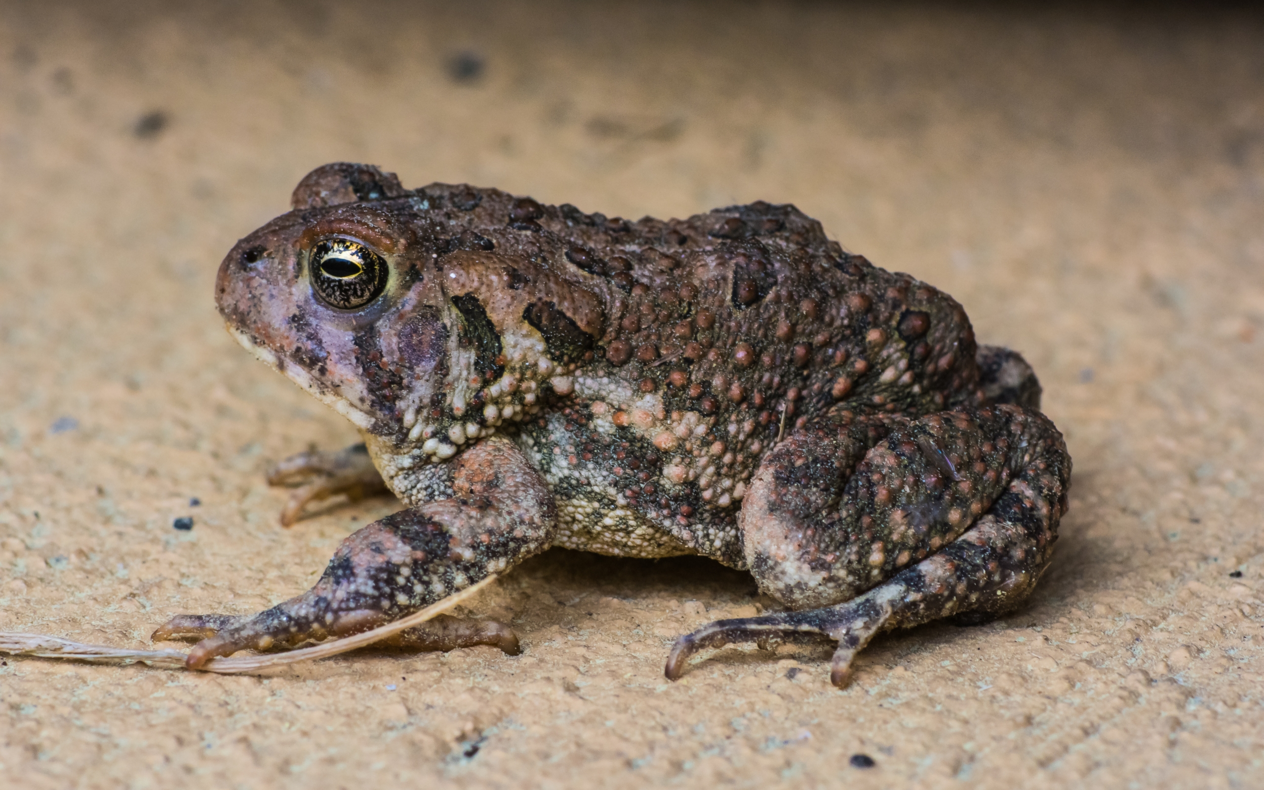 Free download wallpaper Animal, Toad on your PC desktop