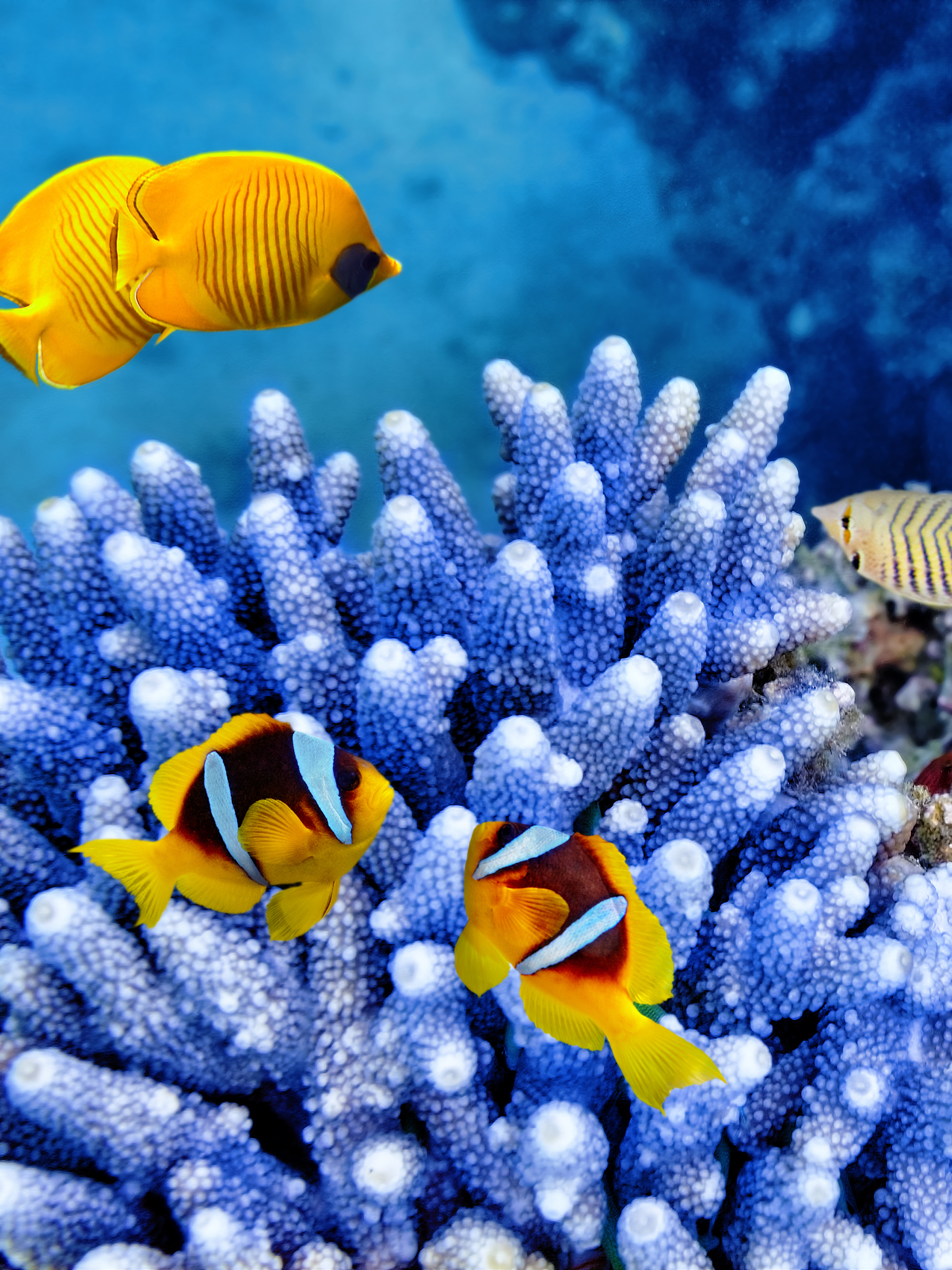 Download mobile wallpaper Fishes, Coral, Animal, Fish, Underwater, Sea Life for free.