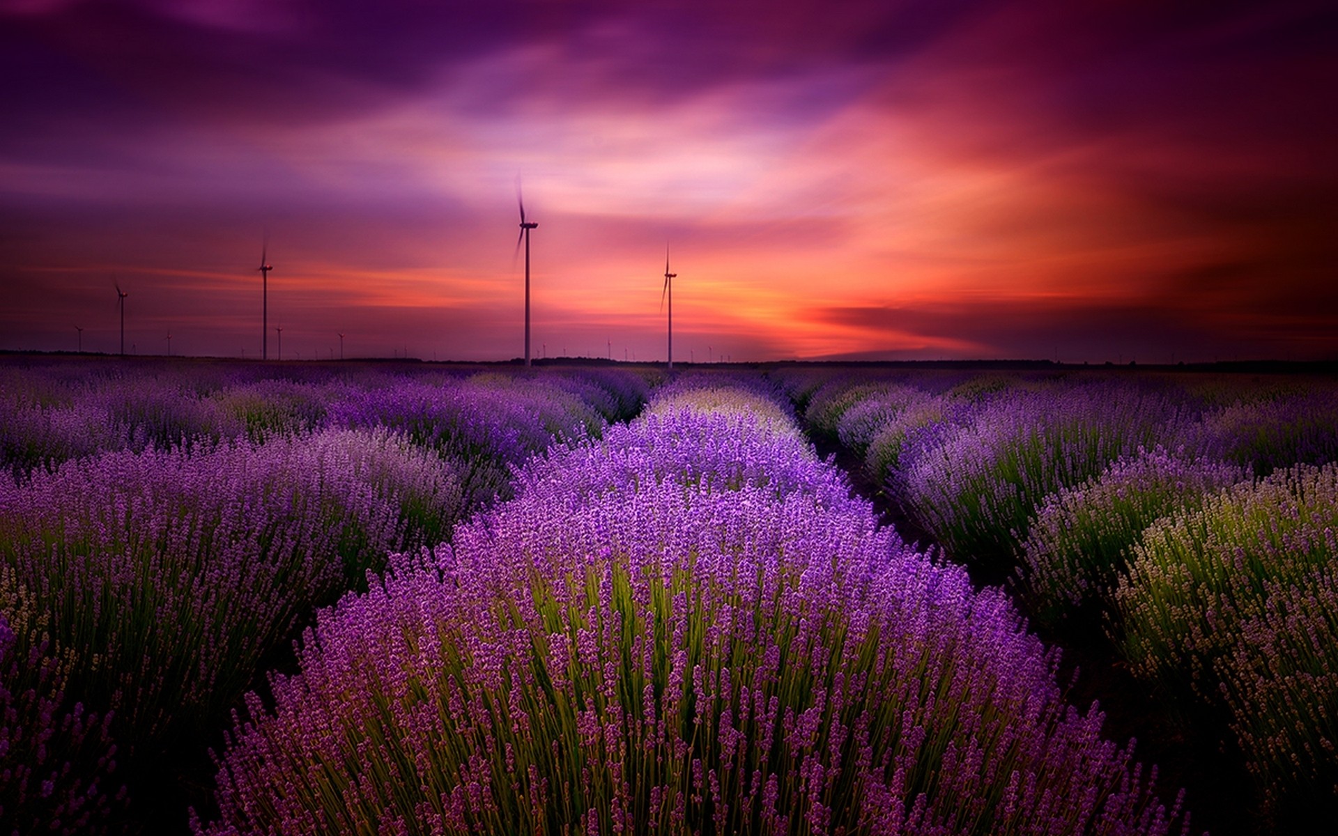 Free download wallpaper Flowers, Sunset, Sky, Flower, Earth, Field, Lavender, Wind Turbine, Purple Flower on your PC desktop