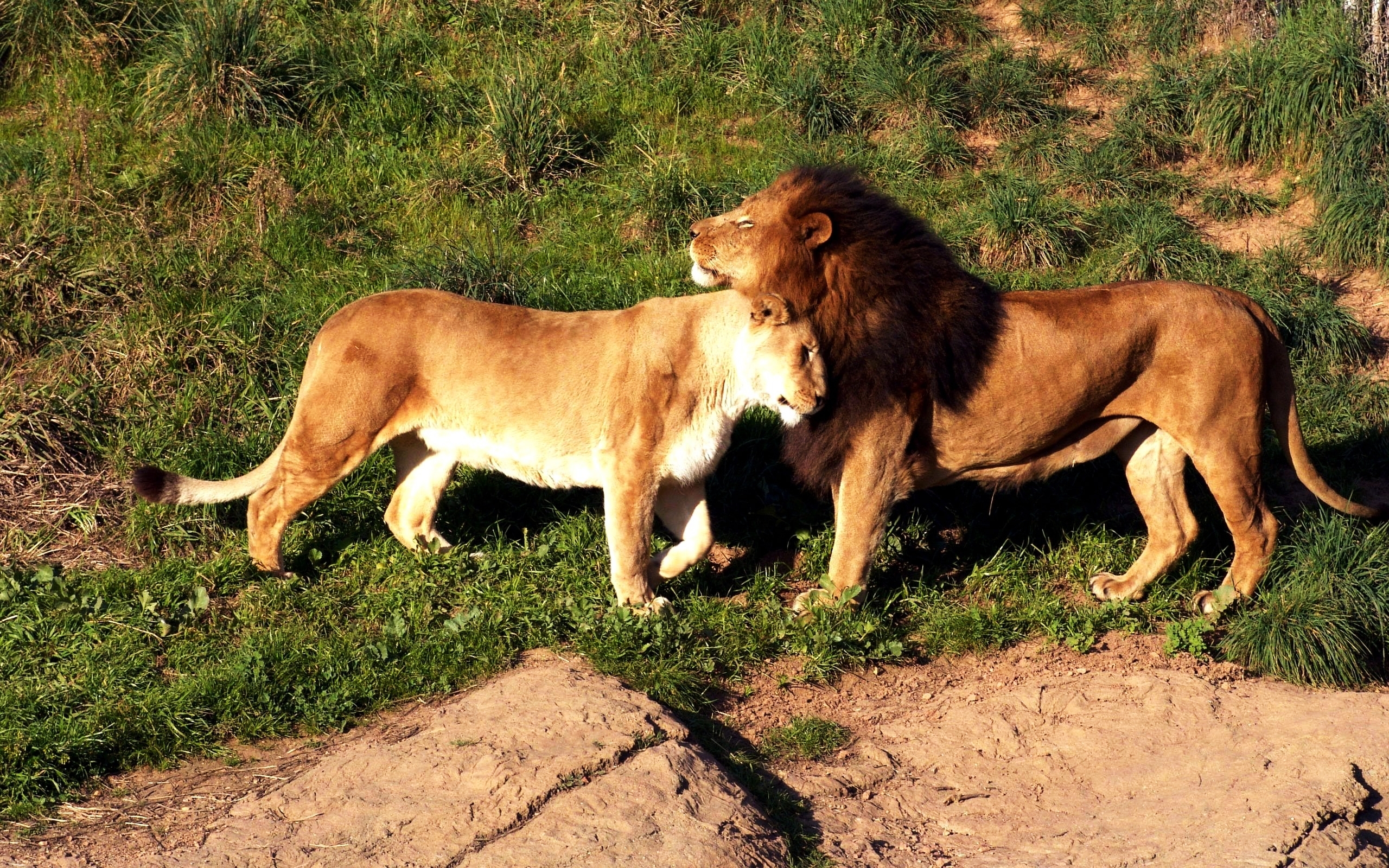 Download background animals, lions