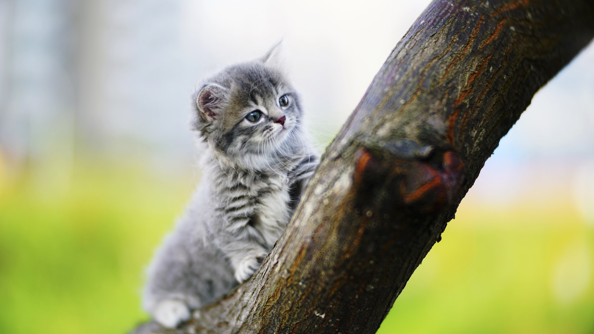 Free download wallpaper Cats, Cat, Kitten, Animal, Baby Animal, Depth Of Field on your PC desktop