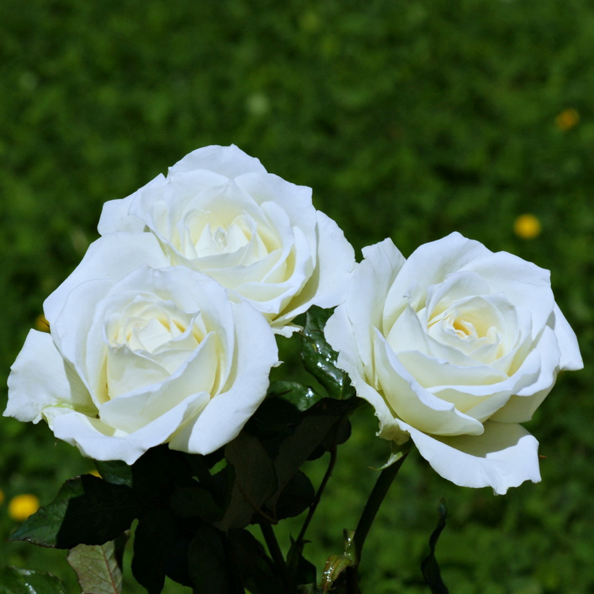 Laden Sie das Natur, Blumen, Rose, Garten, Frühling, Weiße Blume, Erde/natur-Bild kostenlos auf Ihren PC-Desktop herunter