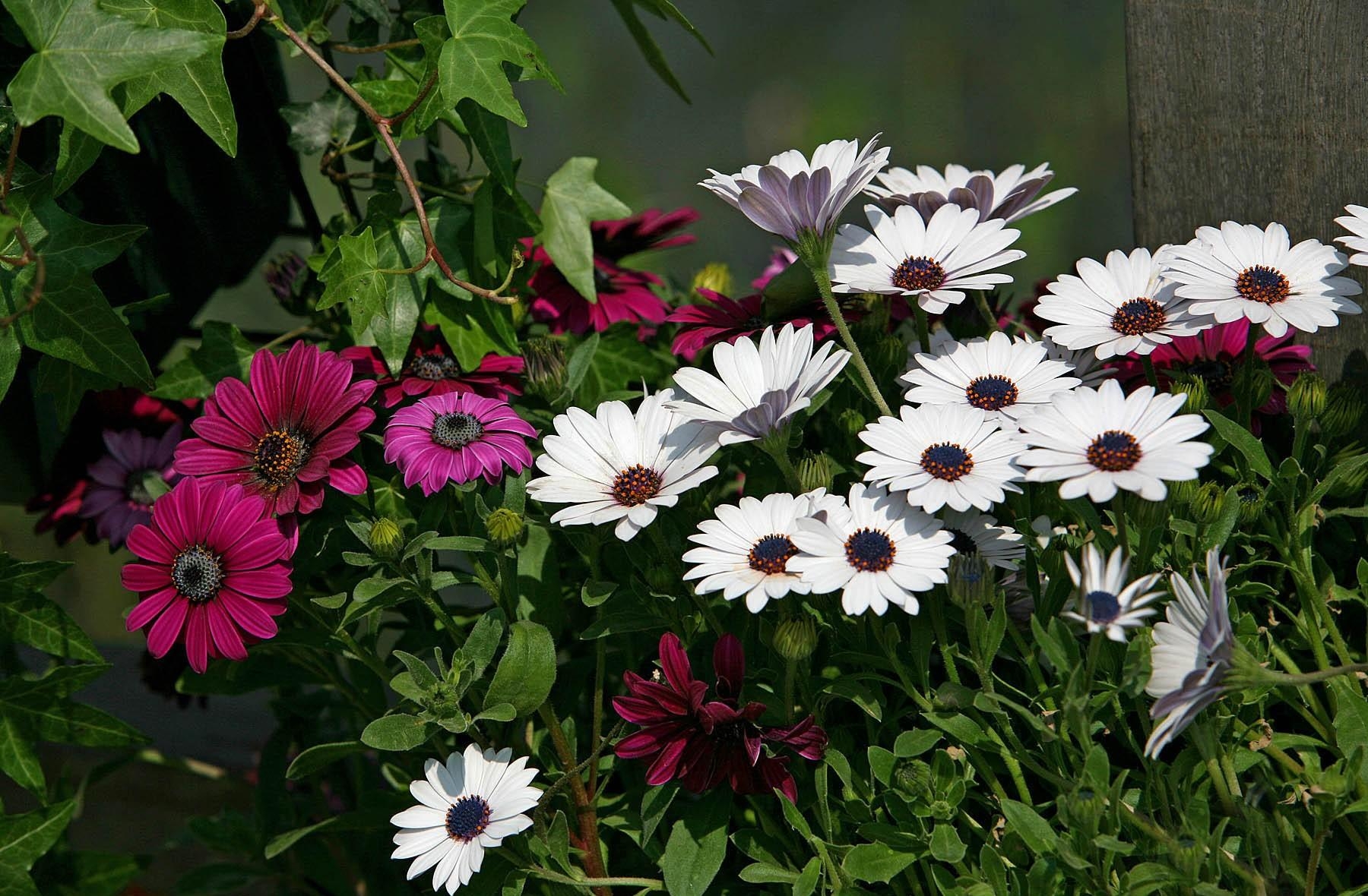 flowers, white, flower bed, flowerbed, burgundy, dimorfoteka, dimorphotheque