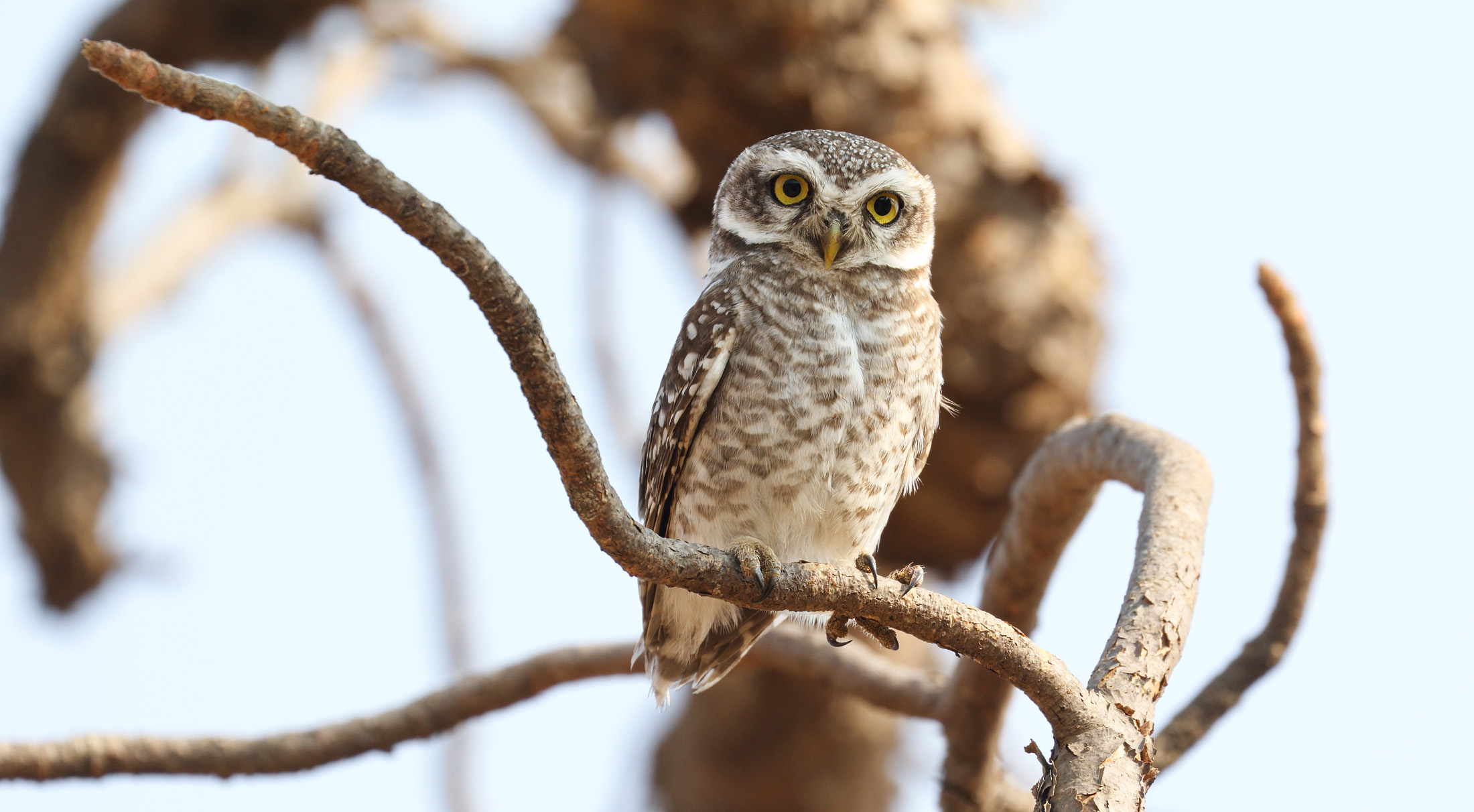 Descarga gratuita de fondo de pantalla para móvil de Animales, Búho, Aves.