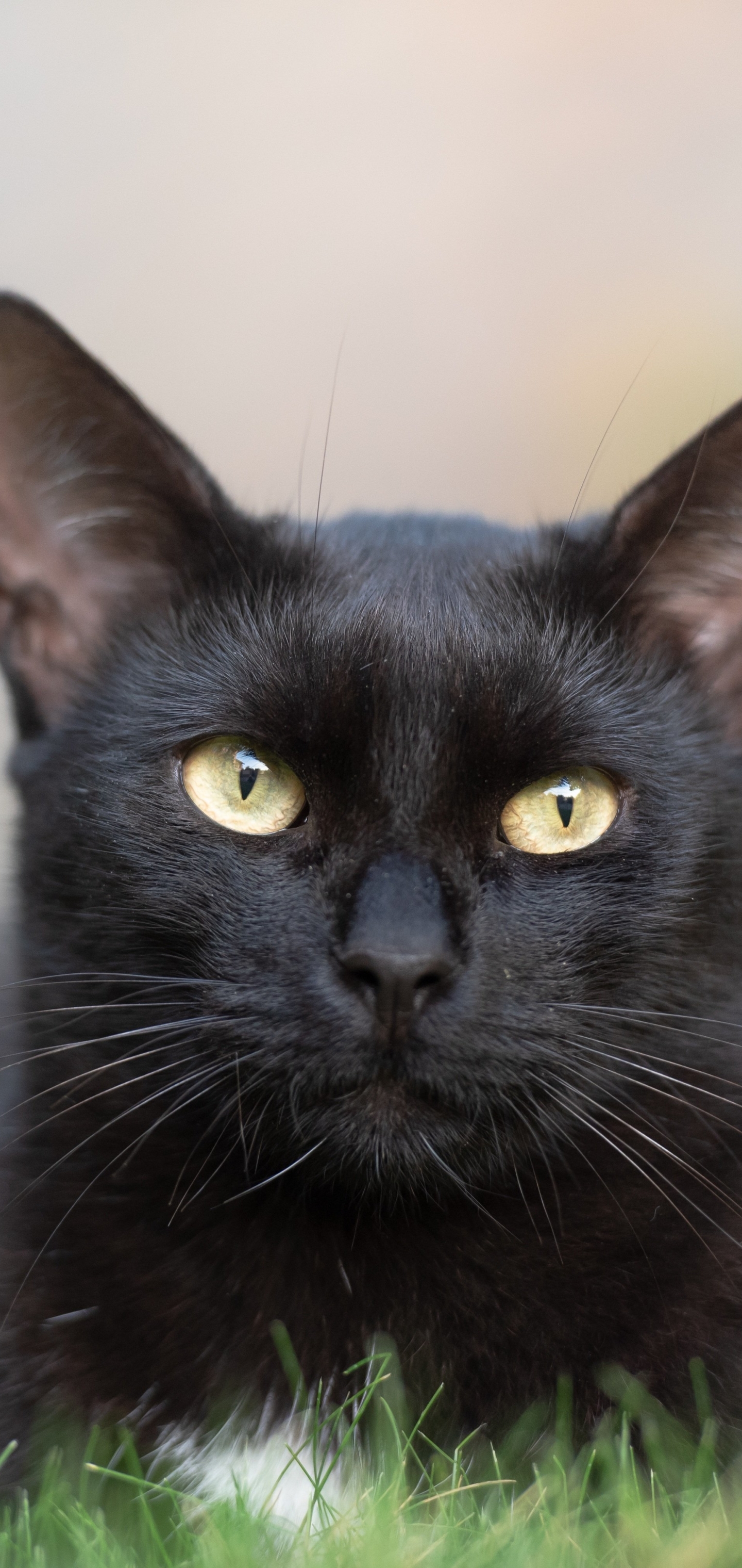 Baixe gratuitamente a imagem Animais, Gatos, Gato na área de trabalho do seu PC