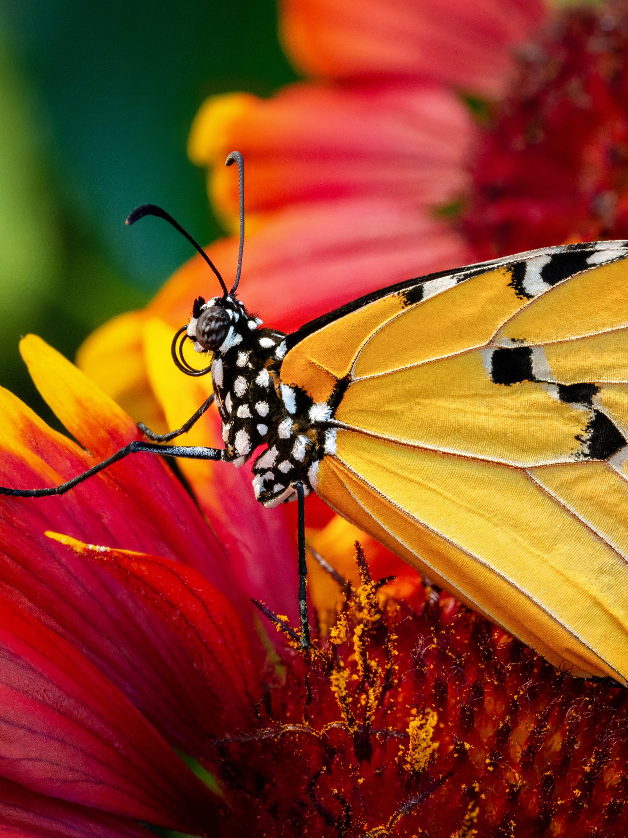 Download mobile wallpaper Flower, Macro, Insect, Butterfly, Animal for free.