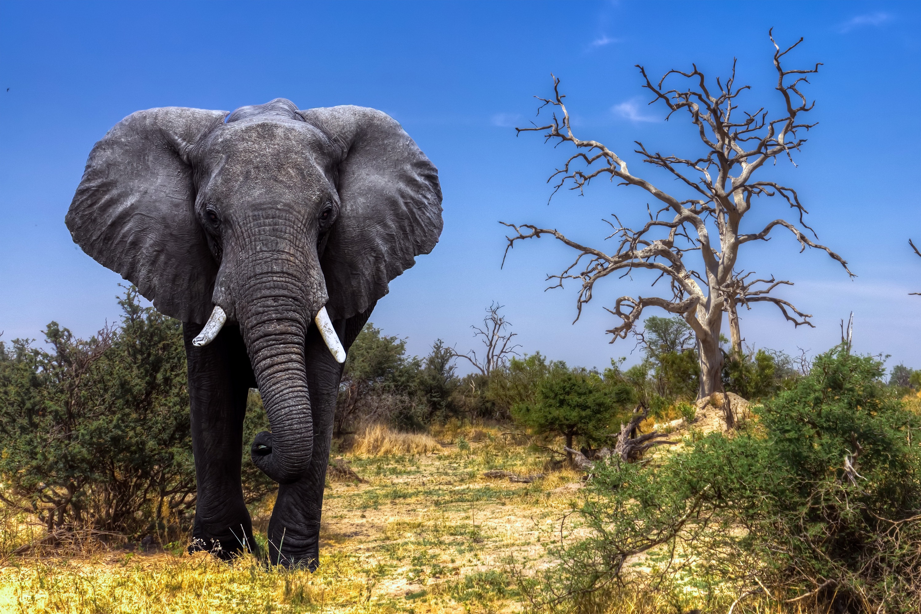 Handy-Wallpaper Tiere, Elefanten, Afrikanischer Elefant kostenlos herunterladen.