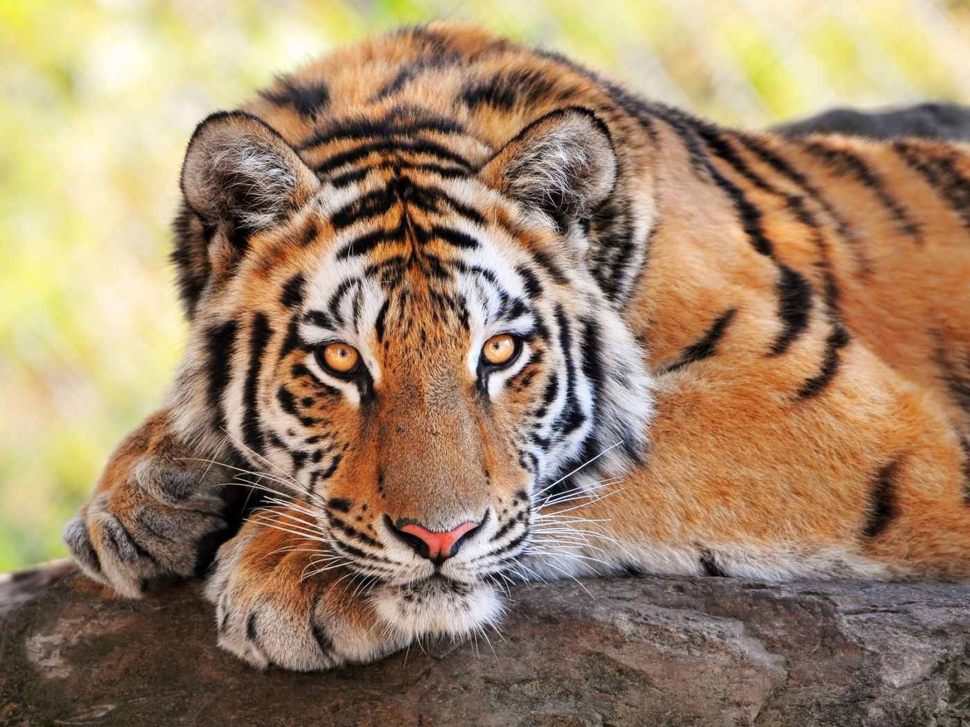 Скачать обои бесплатно Животные, Тигры картинка на рабочий стол ПК