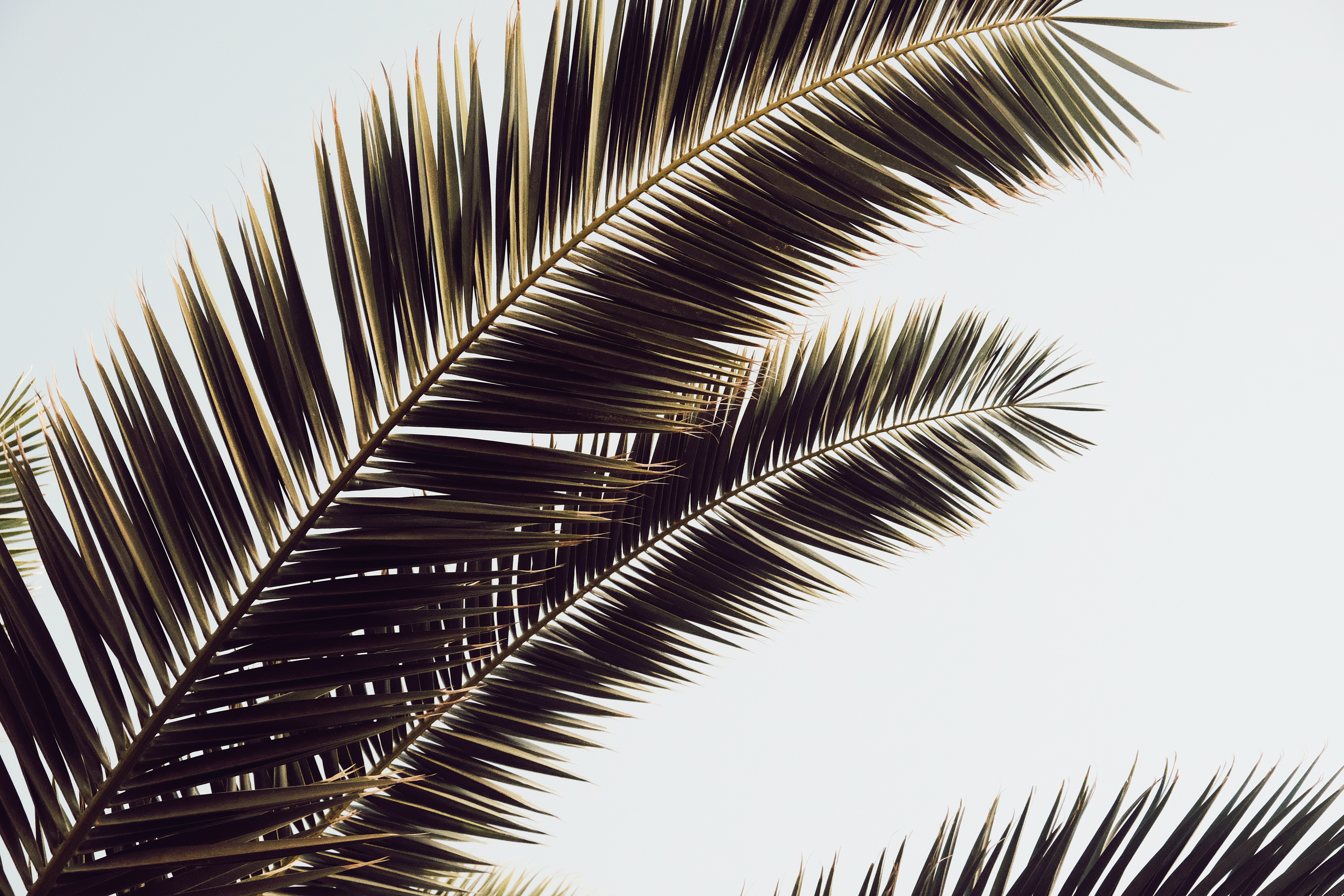Download mobile wallpaper Palm, Leaves, Nature, Tropics for free.