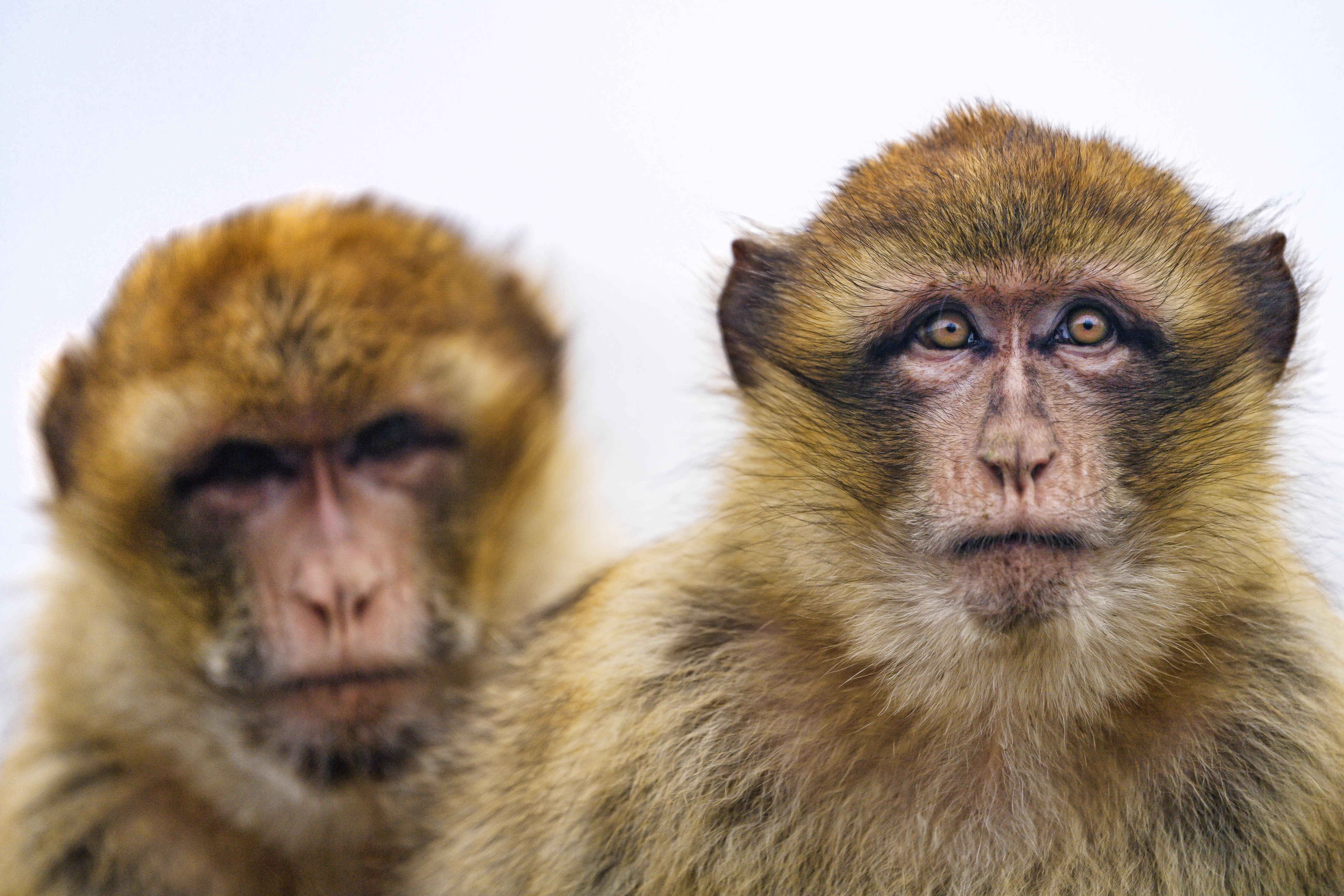 Free download wallpaper Sight, Opinion, Toque, Macaque, Animals, Monkey on your PC desktop
