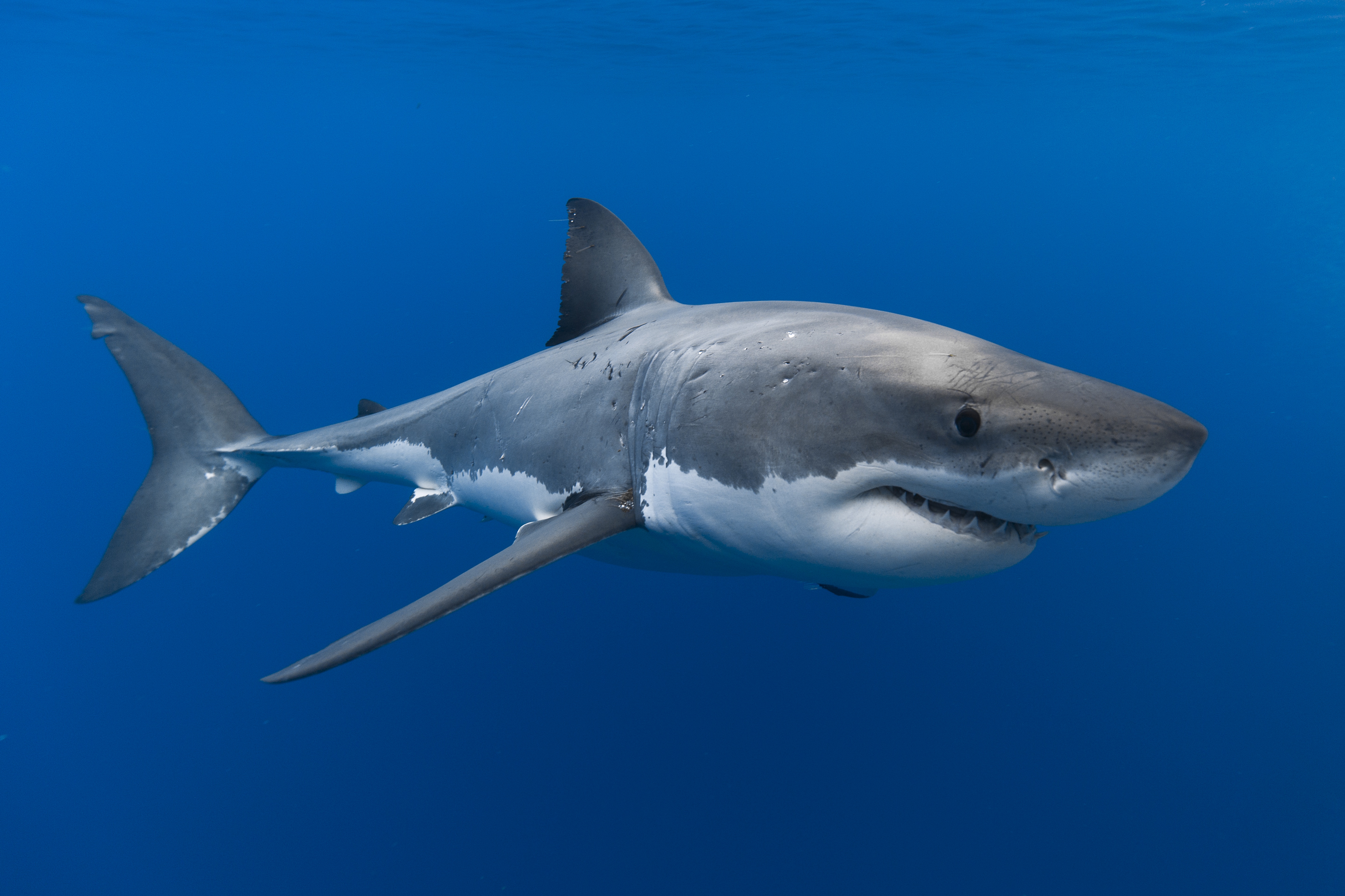 Descarga gratuita de fondo de pantalla para móvil de Animales, Tiburones, Tiburón, Submarina, Vida Marina.