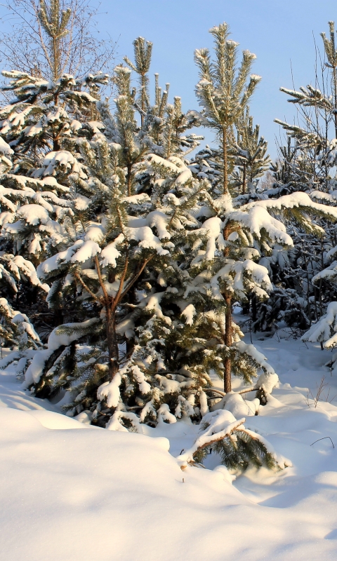 Téléchargez des papiers peints mobile Hiver, Terre/nature gratuitement.