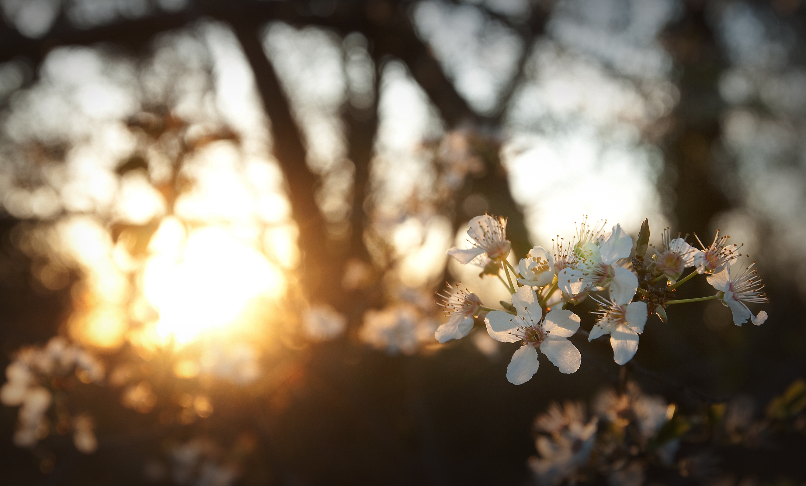 Download mobile wallpaper Flowers, Sunset, Earth, White Flower, Blossom for free.