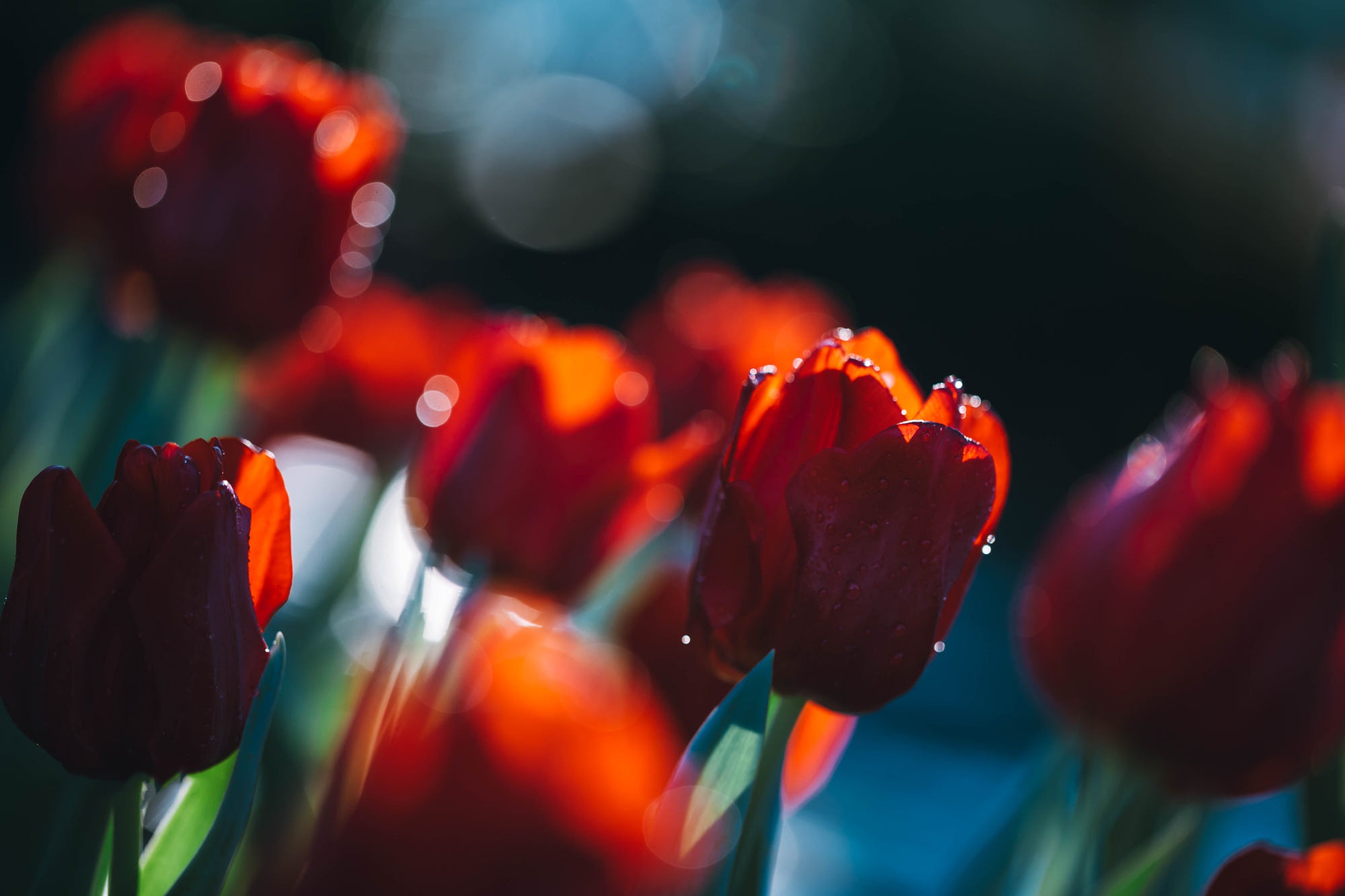 Free download wallpaper Nature, Flowers, Flower, Close Up, Earth, Tulip, Red Flower on your PC desktop