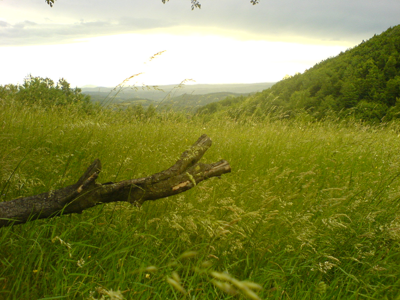 Baixar papel de parede para celular de Paisagem, Terra/natureza gratuito.