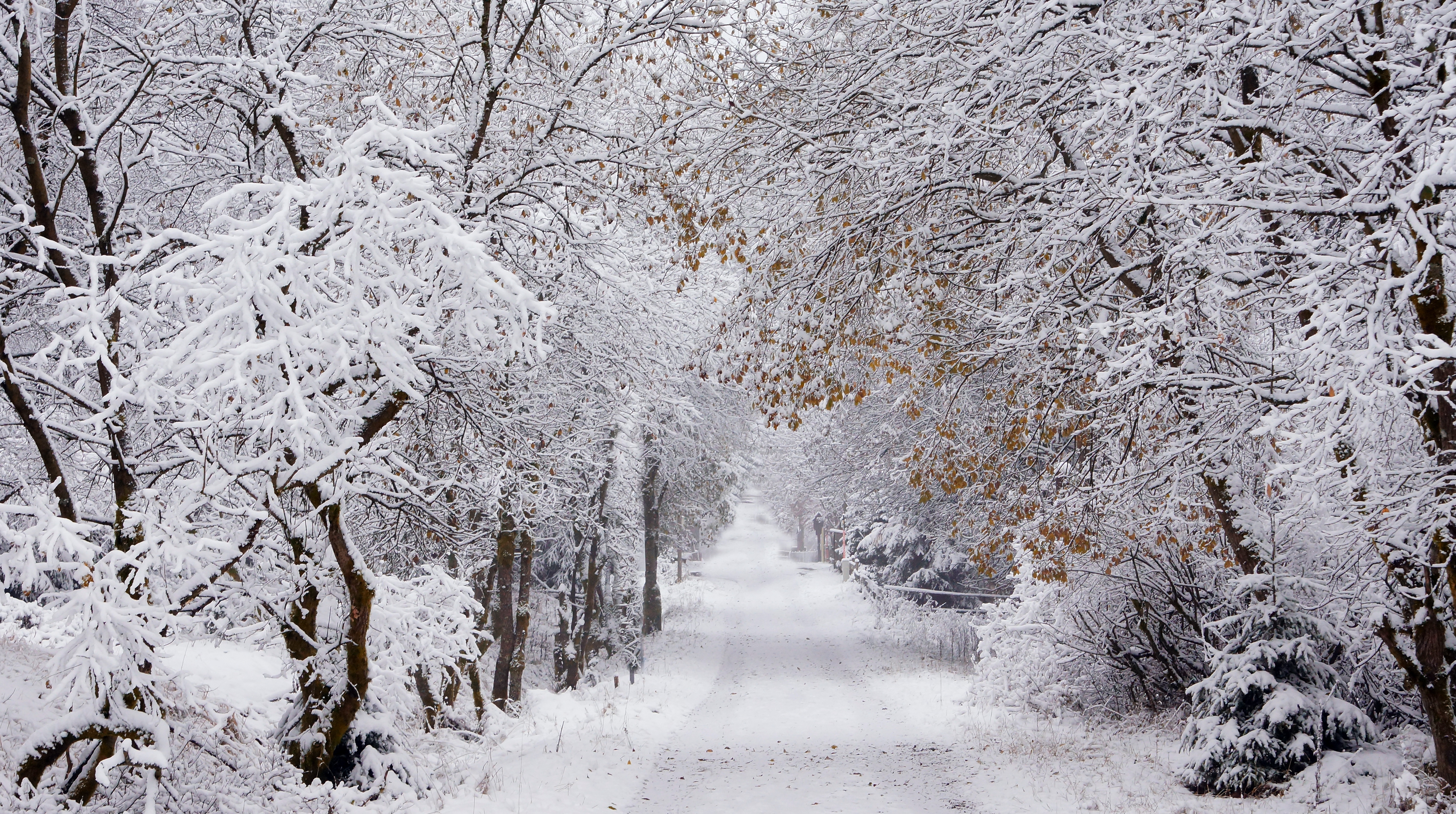 Handy-Wallpaper Winter, Natur, Schnee, Straße, Baum, Fotografie kostenlos herunterladen.