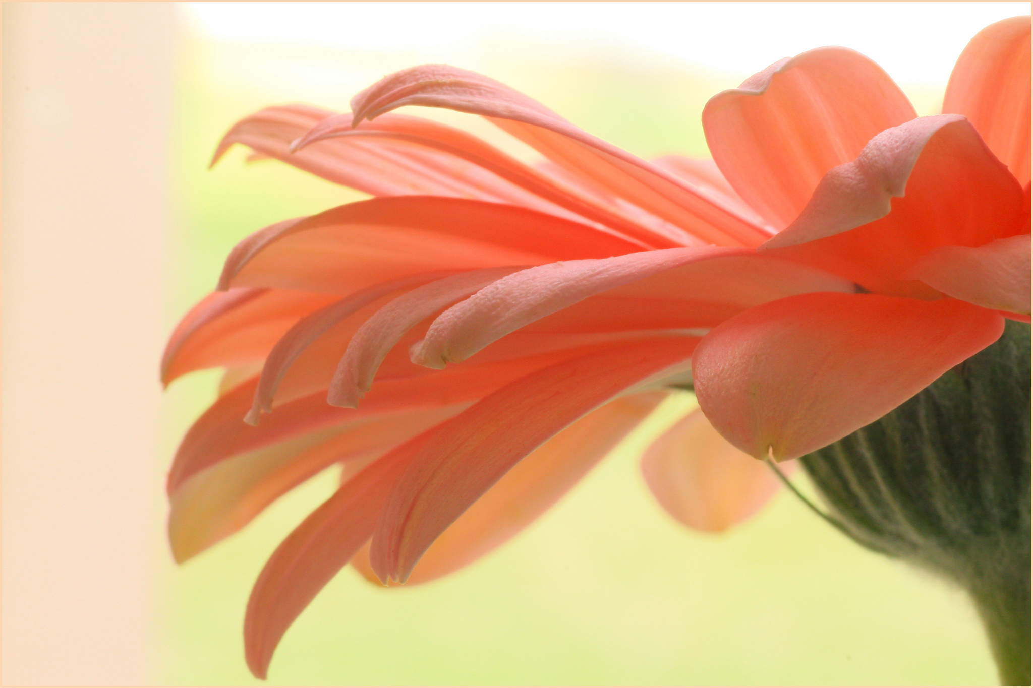 Téléchargez gratuitement l'image Fleurs, Fleur, Gerbera, Terre/nature, Fleur De Pêcher sur le bureau de votre PC