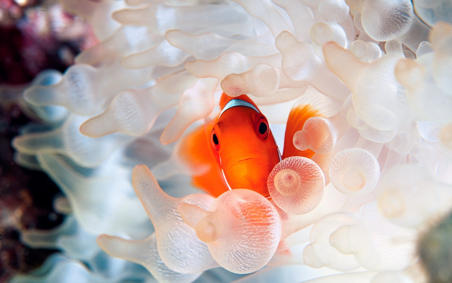 Free download wallpaper Fishes, Animal, Clownfish on your PC desktop