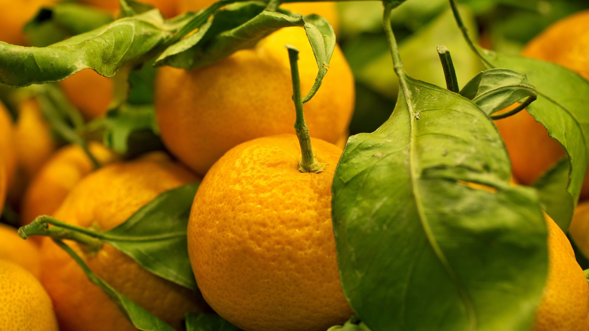 Handy-Wallpaper Oranges, Obst, Pflanzen kostenlos herunterladen.
