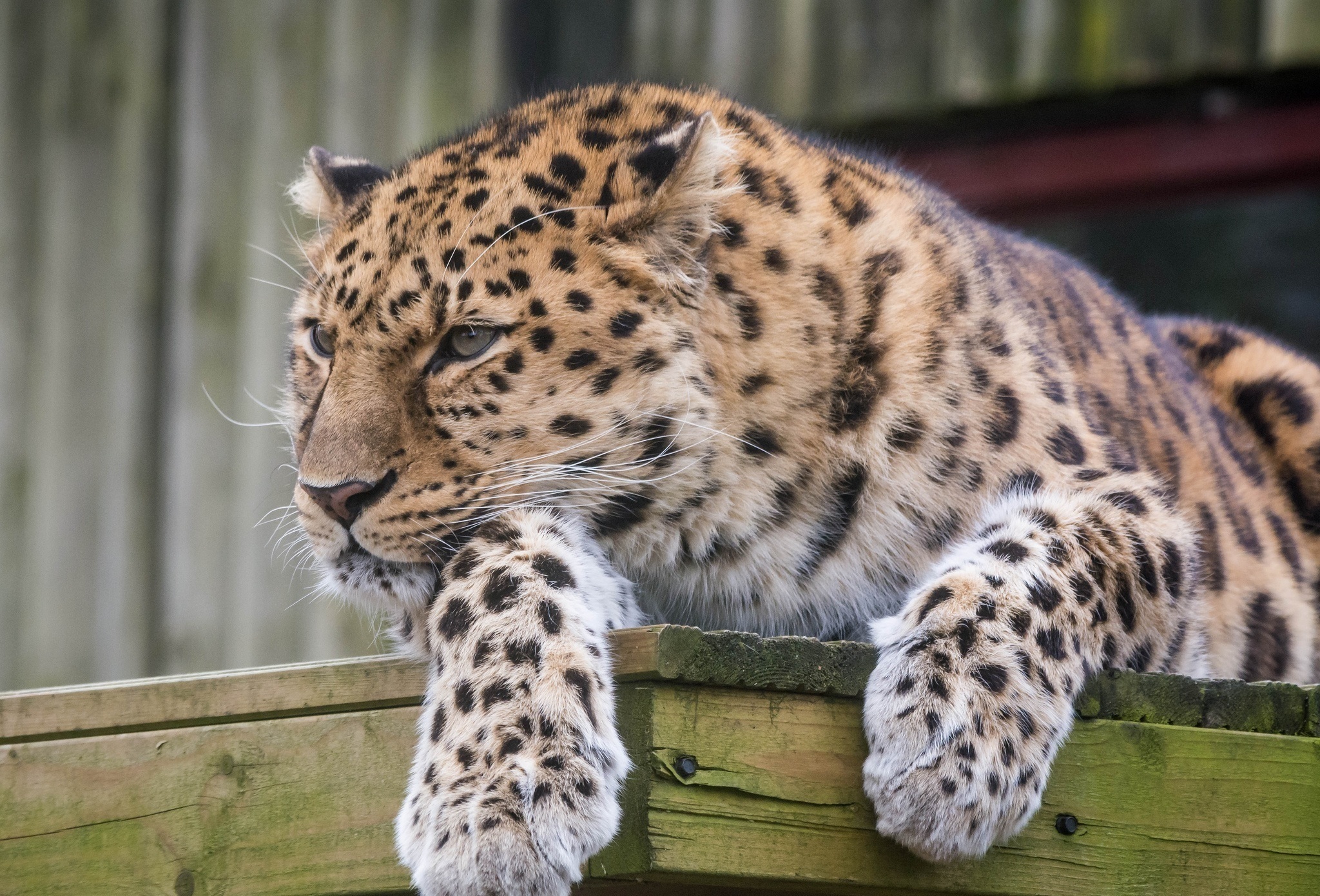 380094 descargar imagen animales, leopardo, el leopardo de amur, gatos: fondos de pantalla y protectores de pantalla gratis