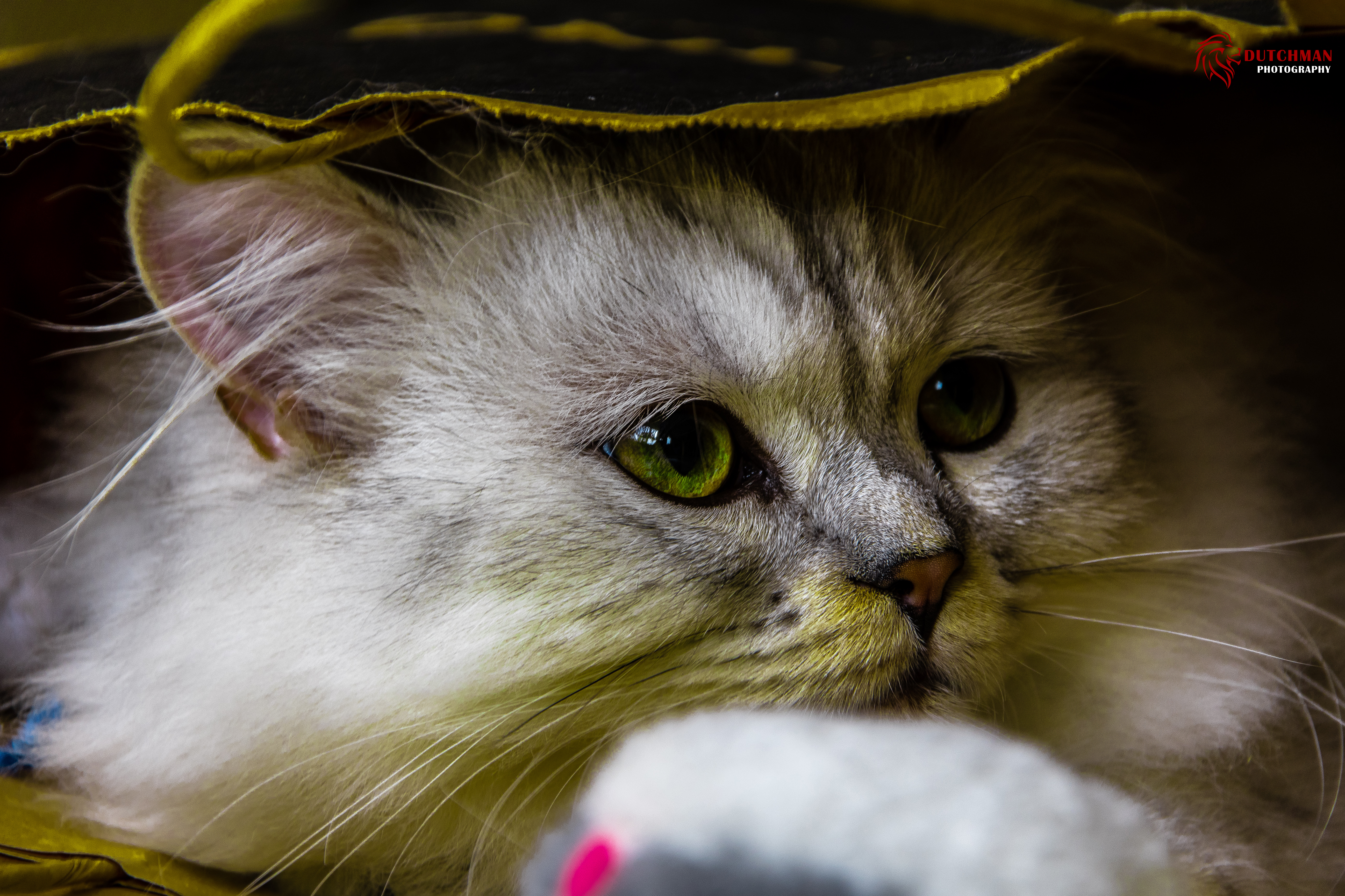 Laden Sie das Tiere, Katzen, Katze, Tasche-Bild kostenlos auf Ihren PC-Desktop herunter