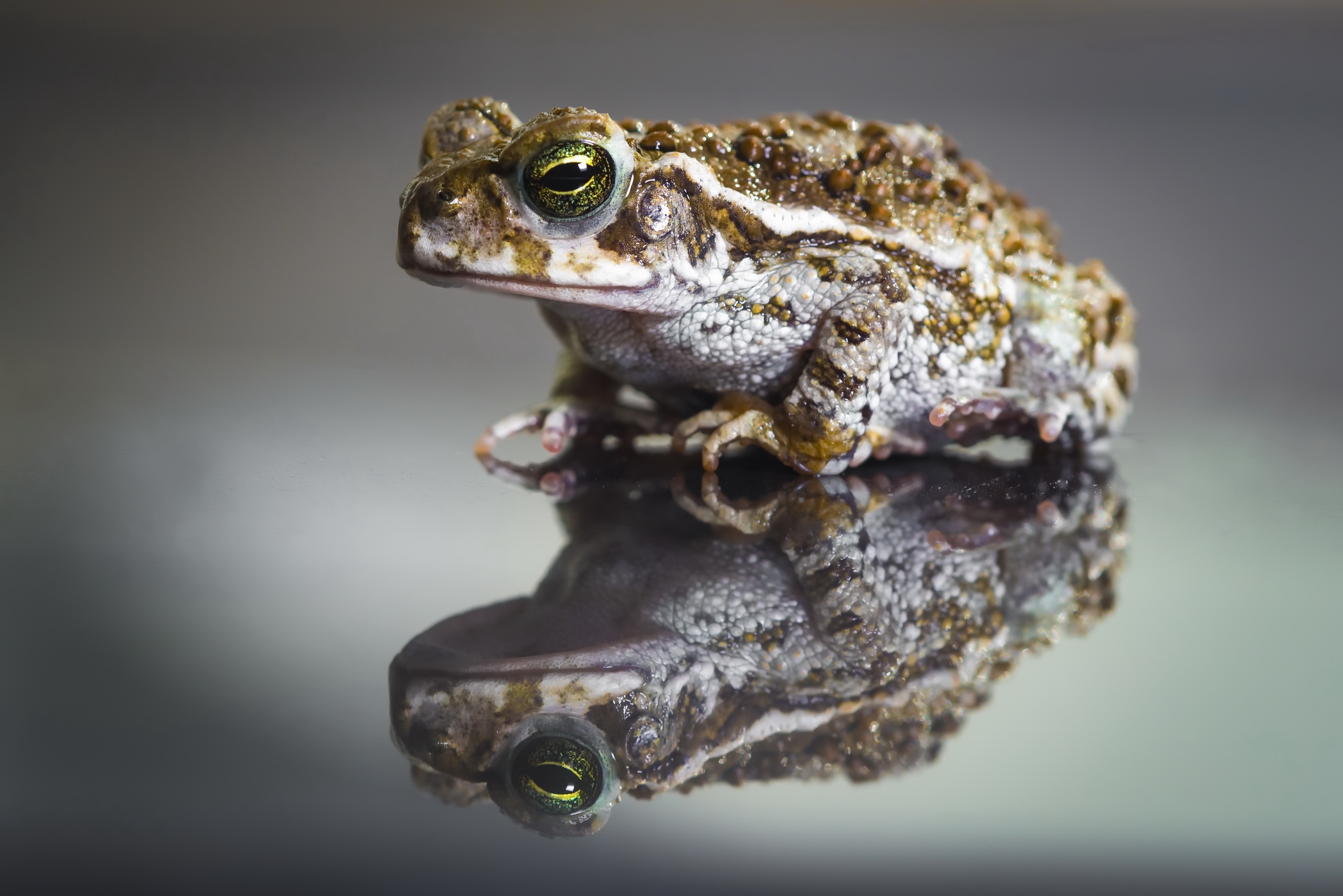 Laden Sie das Tiere, Frösche, Frosch, Amphibie, Spiegelung-Bild kostenlos auf Ihren PC-Desktop herunter