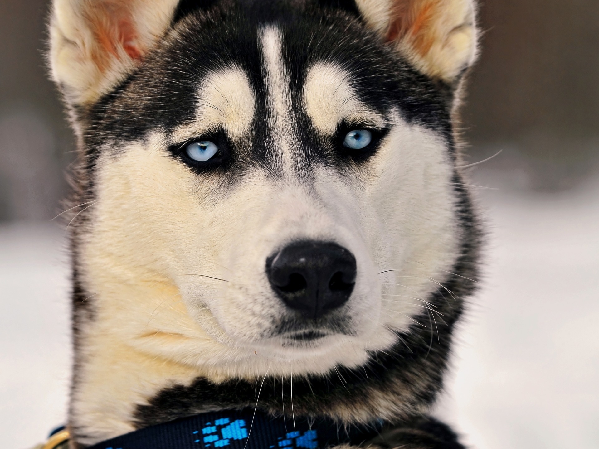 118295 descargar imagen animales, perro, bozal, fornido, ronco, ojos azules, de ojos azules: fondos de pantalla y protectores de pantalla gratis