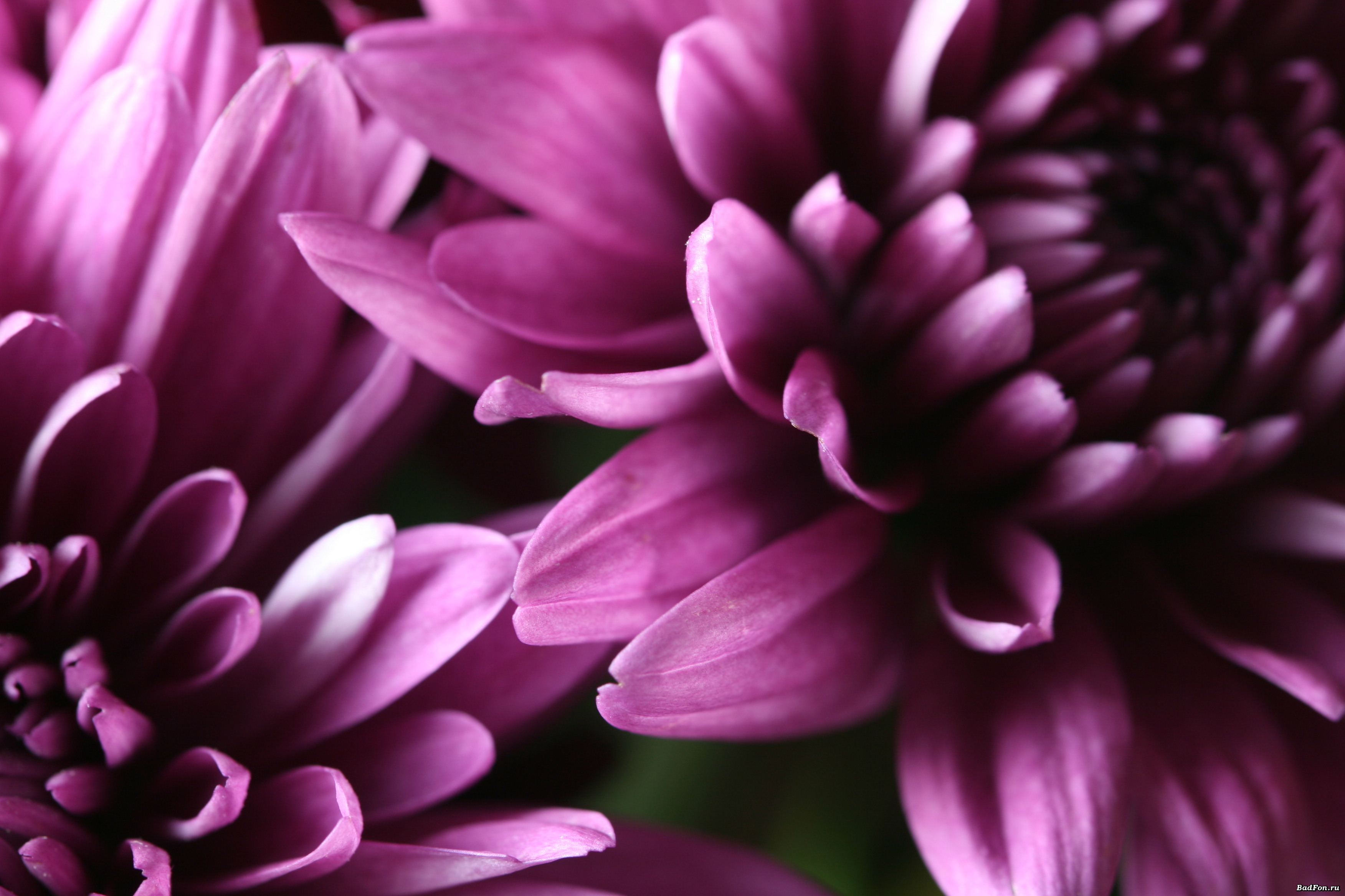 Die besten Chrysanthemen-Hintergründe für den Telefonbildschirm