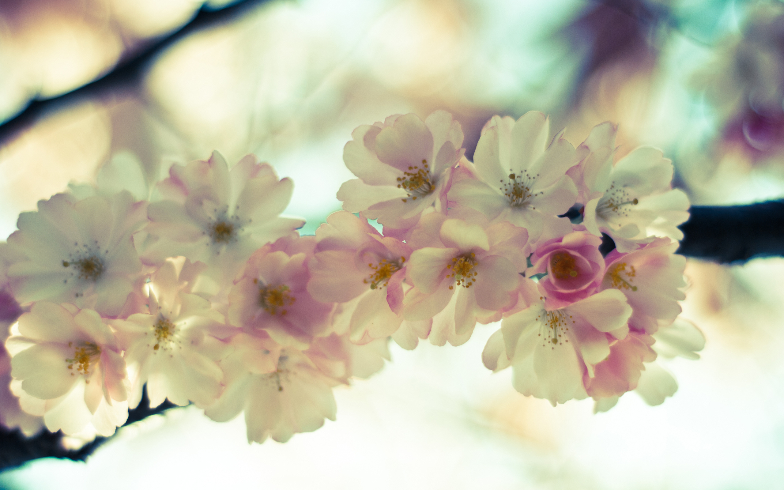 Free download wallpaper Flowers, Earth, Blossom on your PC desktop