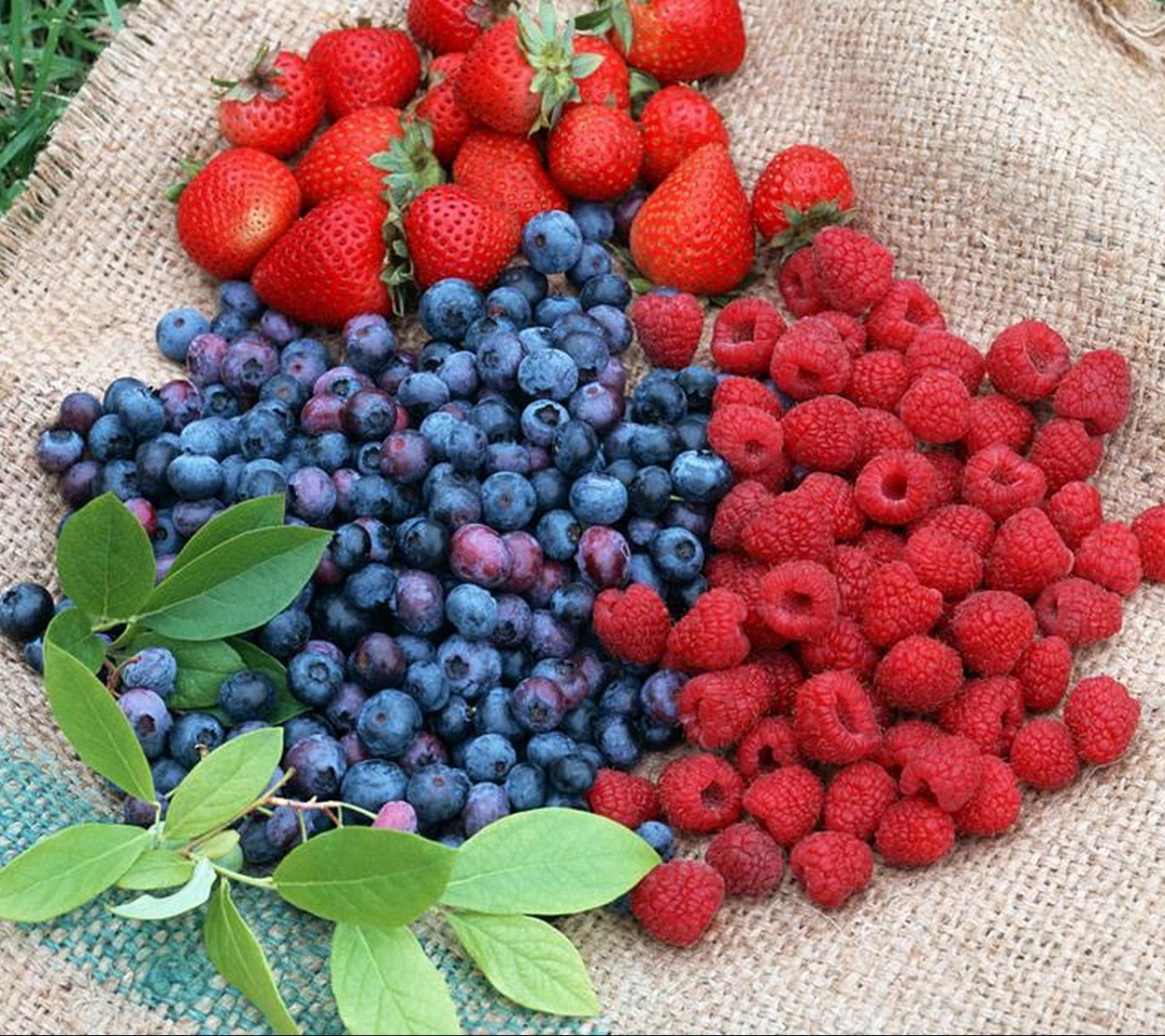 Download mobile wallpaper Food, Berry for free.