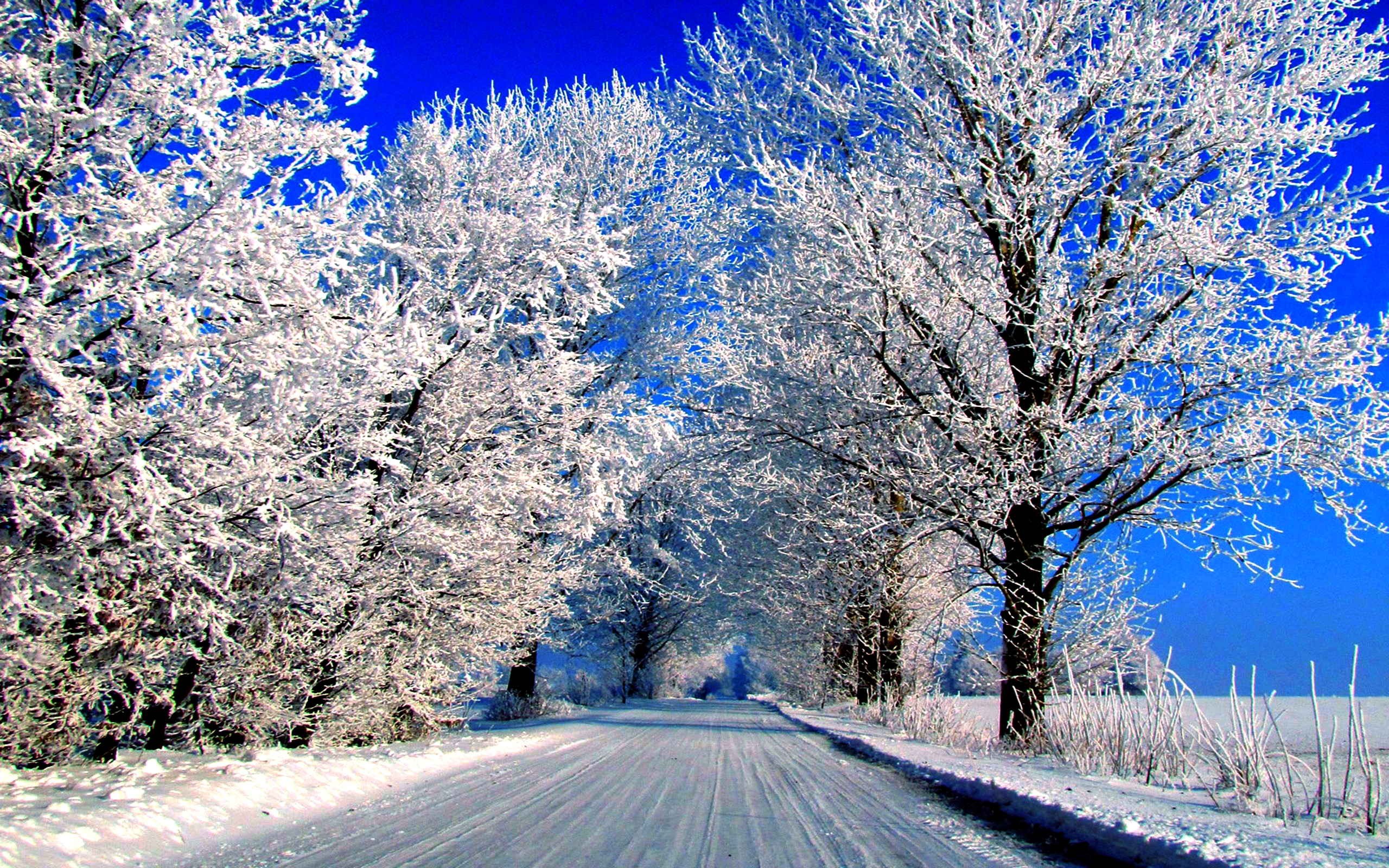 629274 descargar imagen tierra/naturaleza, invierno, escarcha, carretera, nieve, árbol: fondos de pantalla y protectores de pantalla gratis