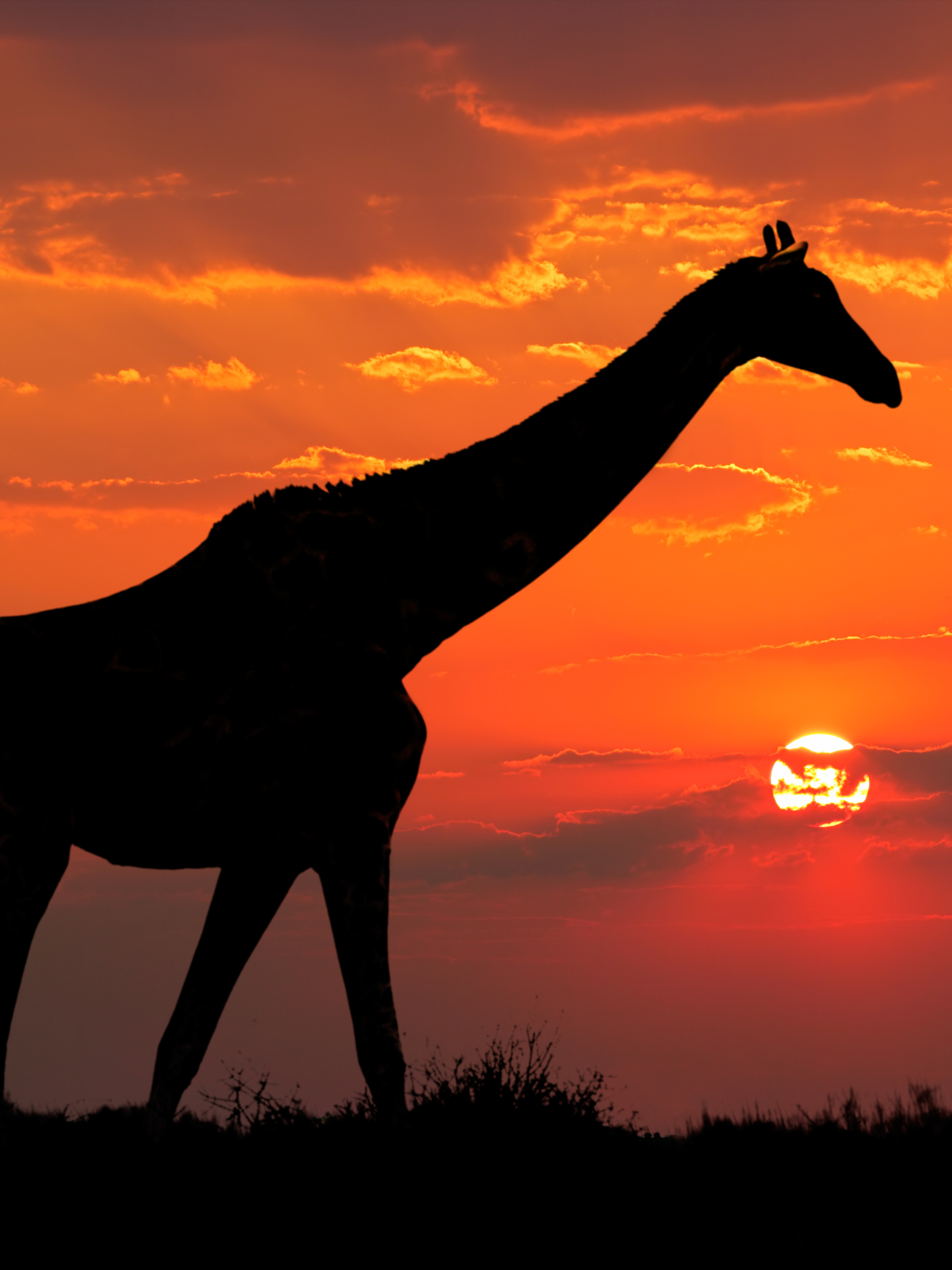 Handy-Wallpaper Tiere, Silhouette, Giraffe, Sonnenuntergang kostenlos herunterladen.