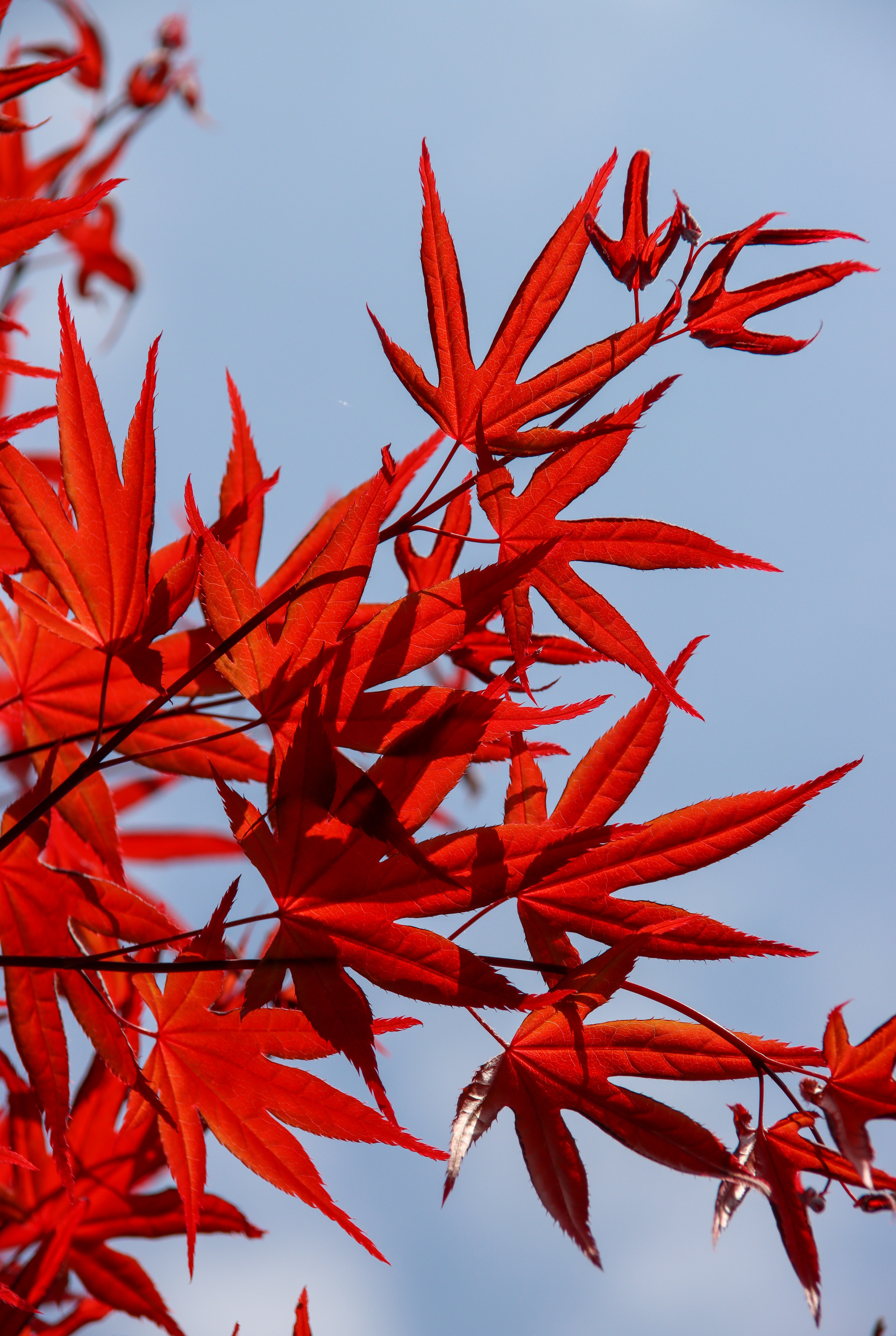 red, maple, nature, sky, leaves, branch