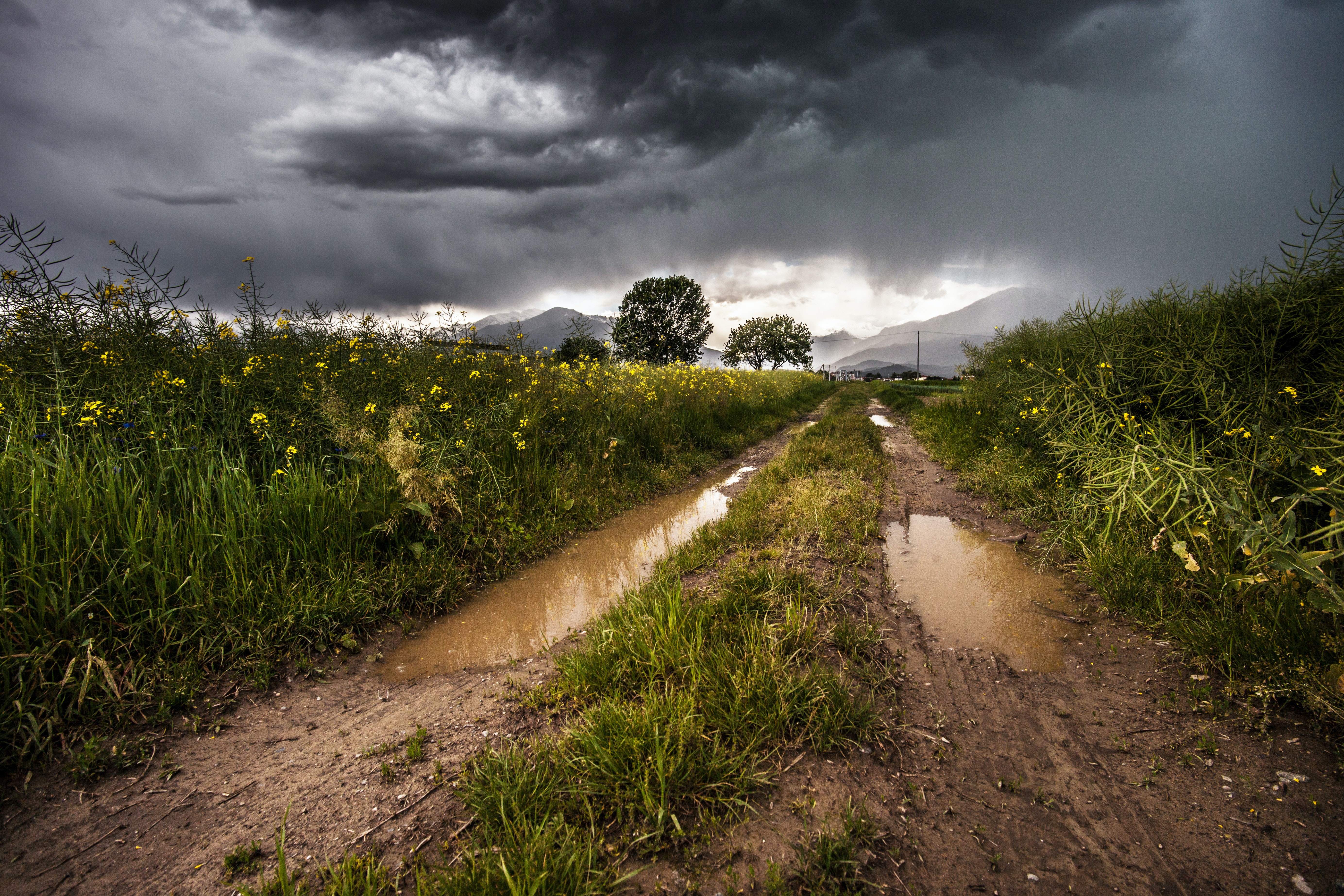 Free download wallpaper Grass, Summer, Flower, Road, Cloud, Puddle, Man Made on your PC desktop