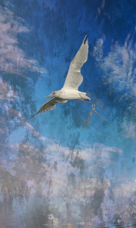 Download mobile wallpaper Birds, Bird, Animal, Seagull, Flying for free.