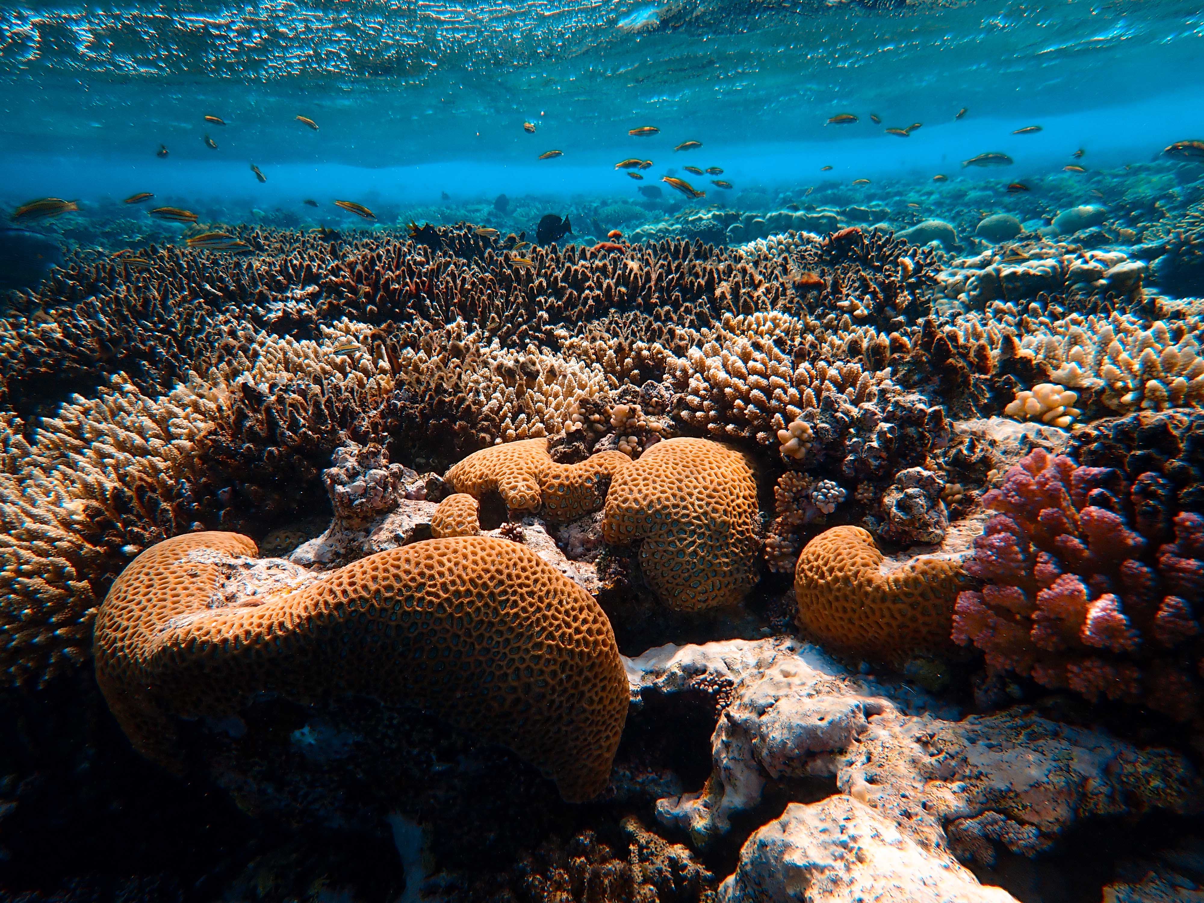 88430 descargar imagen naturaleza, agua, coral, mundo submarino, algas marinas, algas: fondos de pantalla y protectores de pantalla gratis