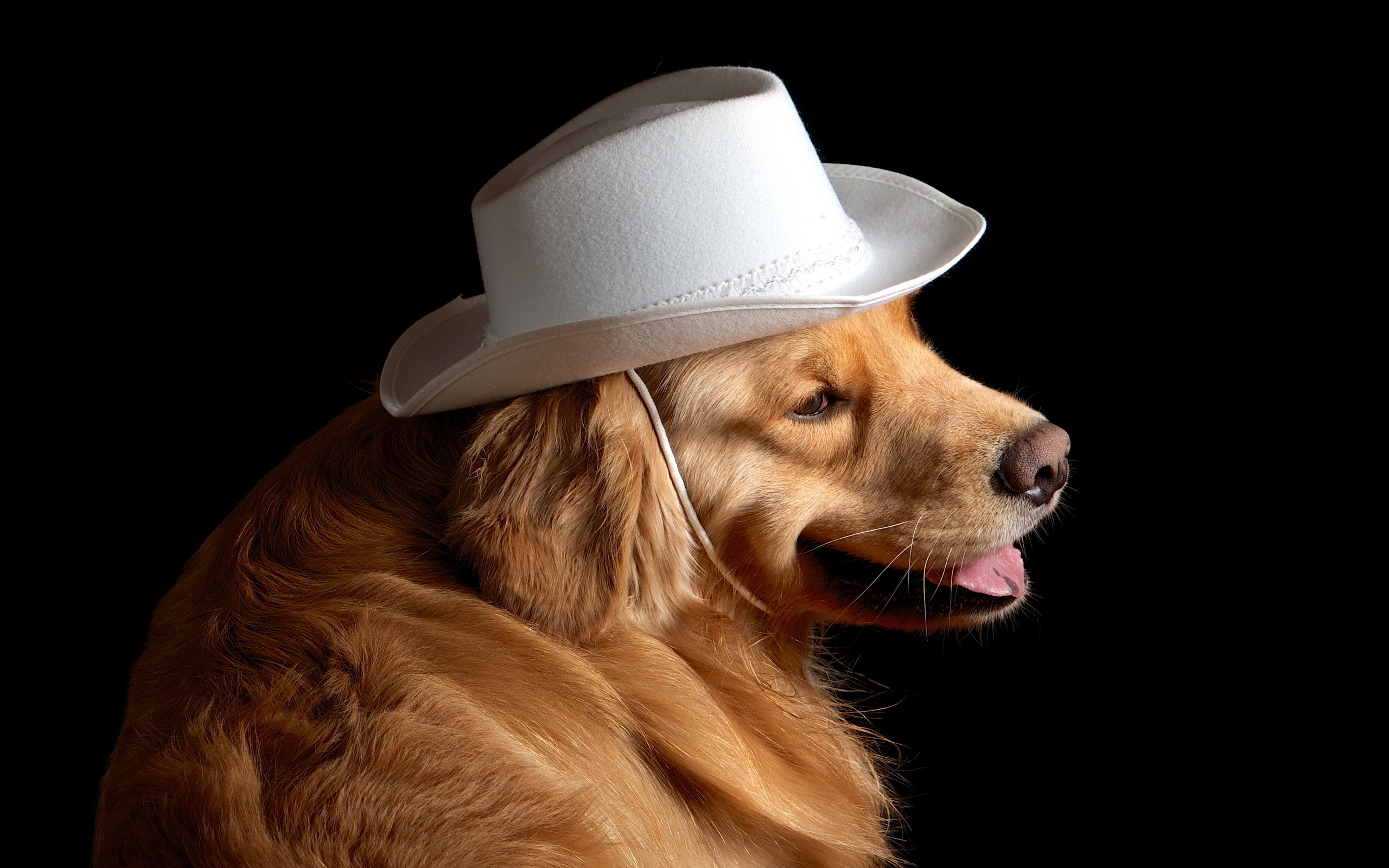 Free download wallpaper Dogs, Dog, Animal, Golden Retriever on your PC desktop