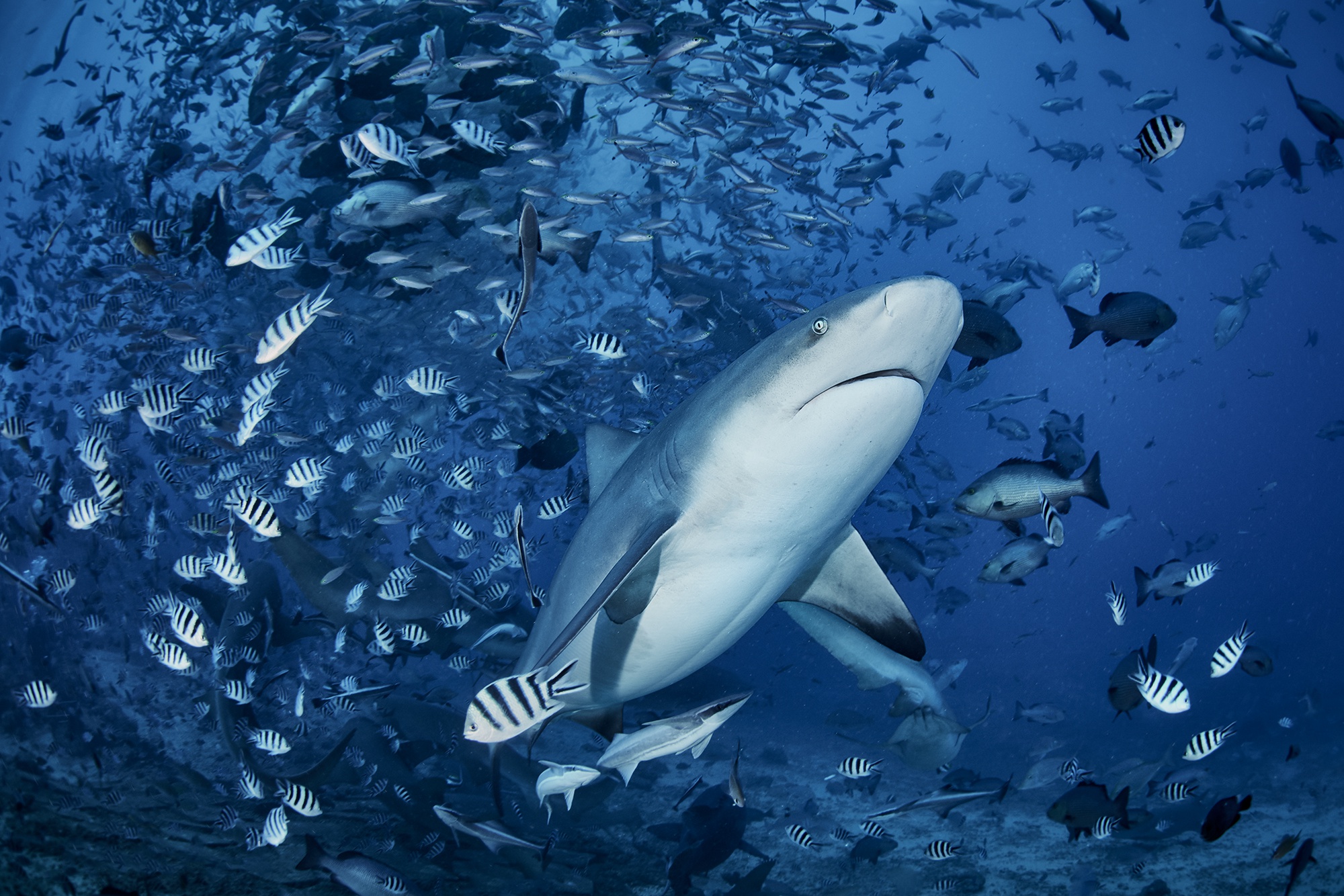 Laden Sie das Tiere, Fisch, Unterwasser, Hai, Seeleben, Haie-Bild kostenlos auf Ihren PC-Desktop herunter