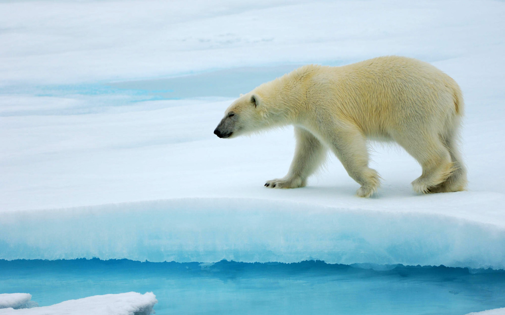 Téléchargez gratuitement l'image Animaux, Ours Polair sur le bureau de votre PC