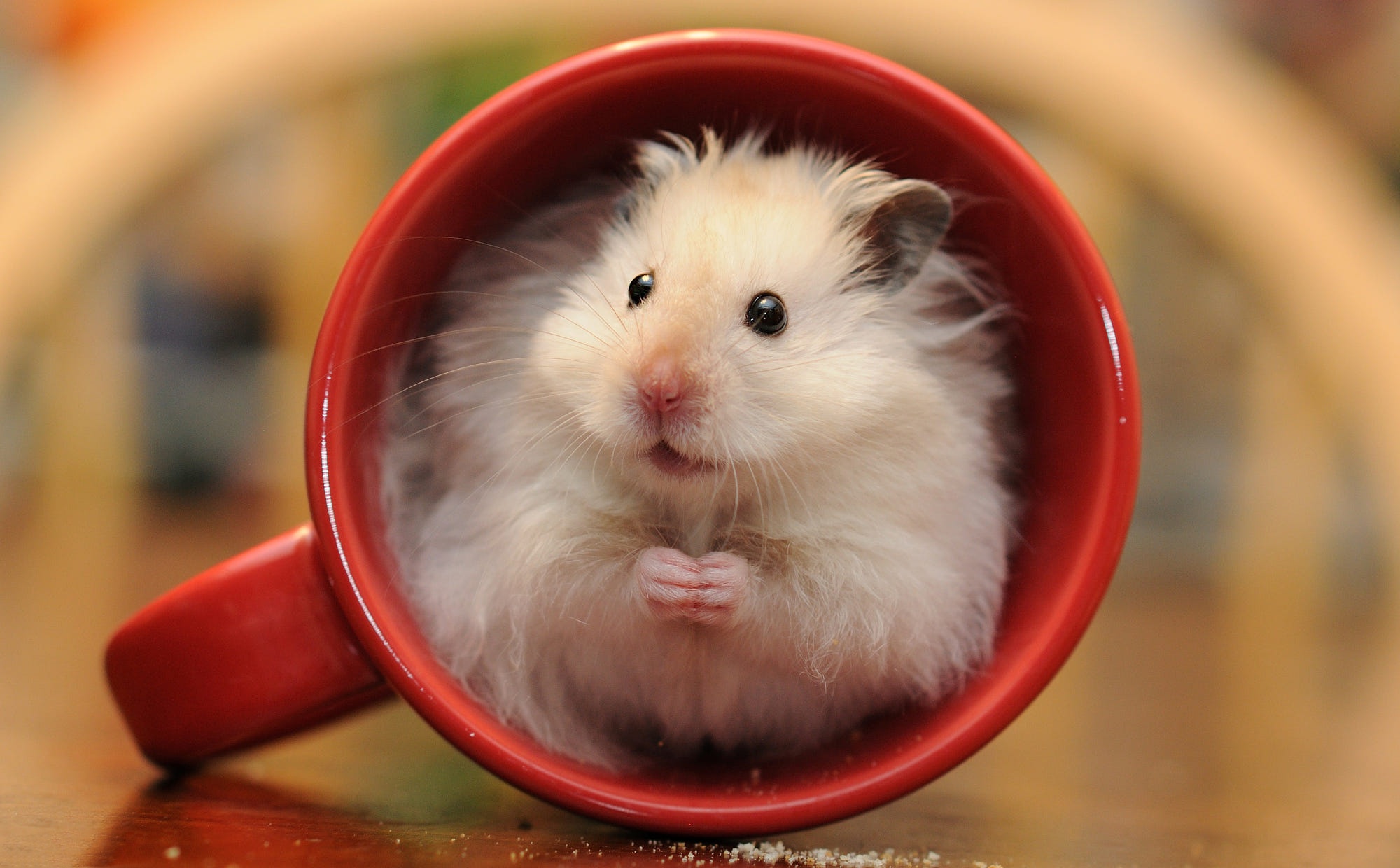 Laden Sie das Tiere, Hamster, Nagetier-Bild kostenlos auf Ihren PC-Desktop herunter