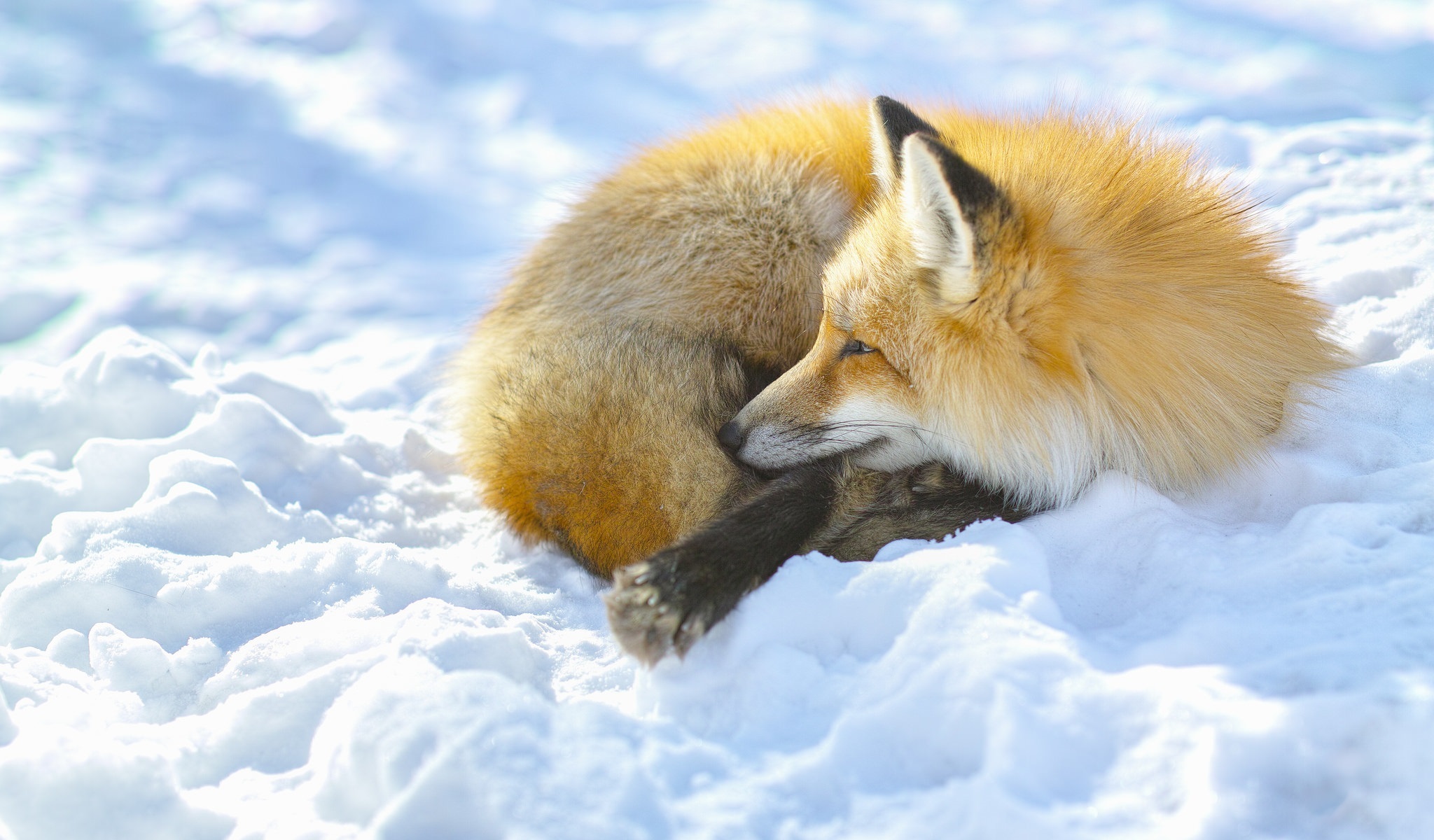 無料モバイル壁紙動物, 冬, 狐をダウンロードします。
