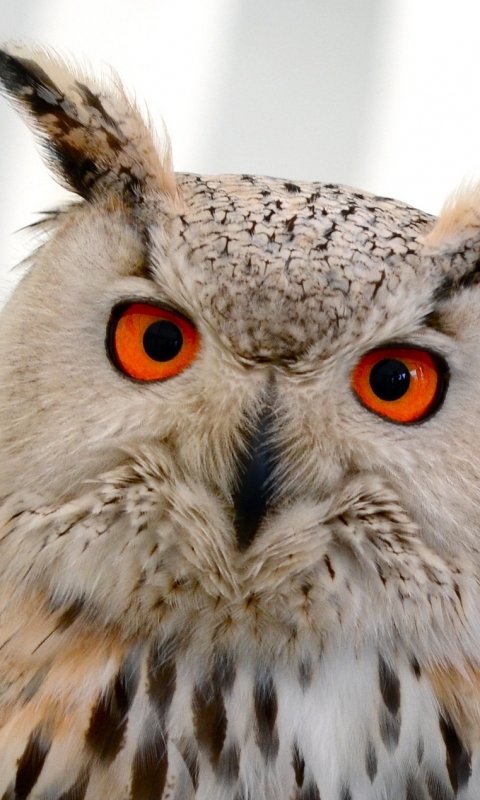 Téléchargez des papiers peints mobile Animaux, Hibou, Des Oiseaux gratuitement.