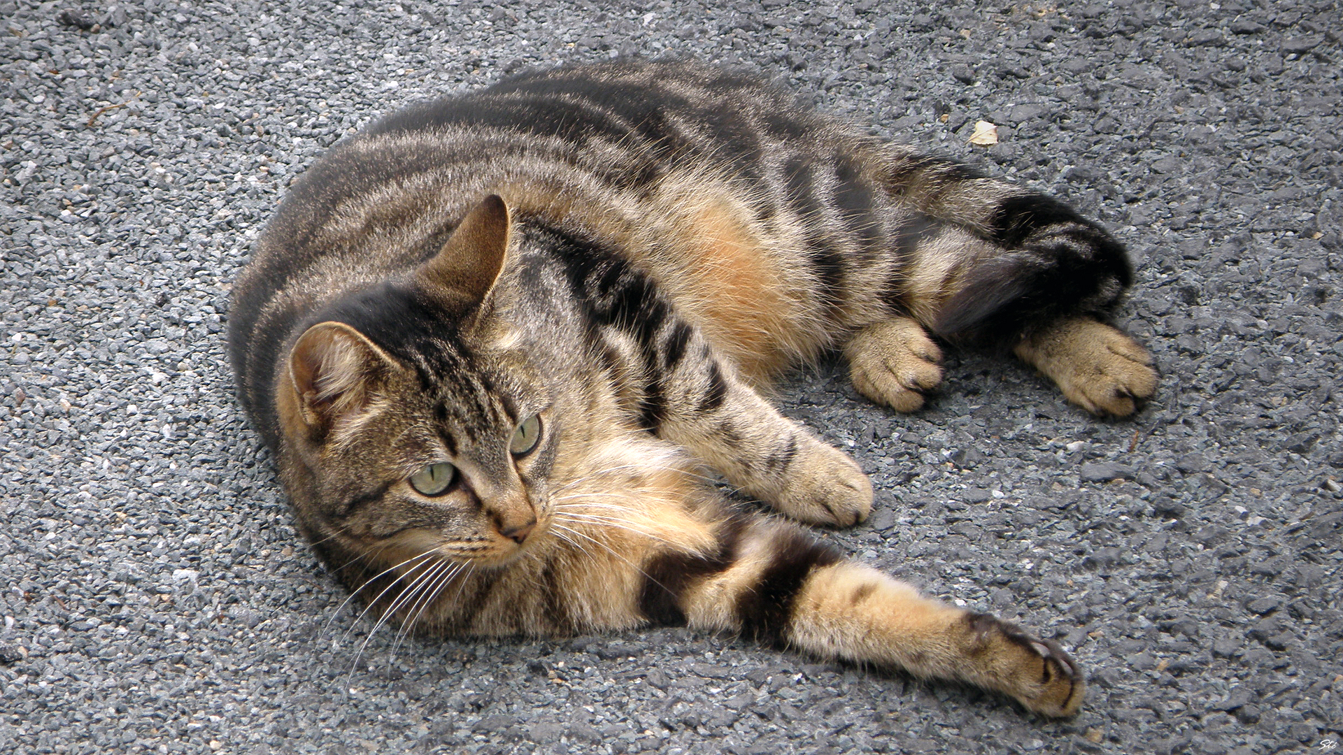 Handy-Wallpaper Tiere, Katzen, Katze kostenlos herunterladen.