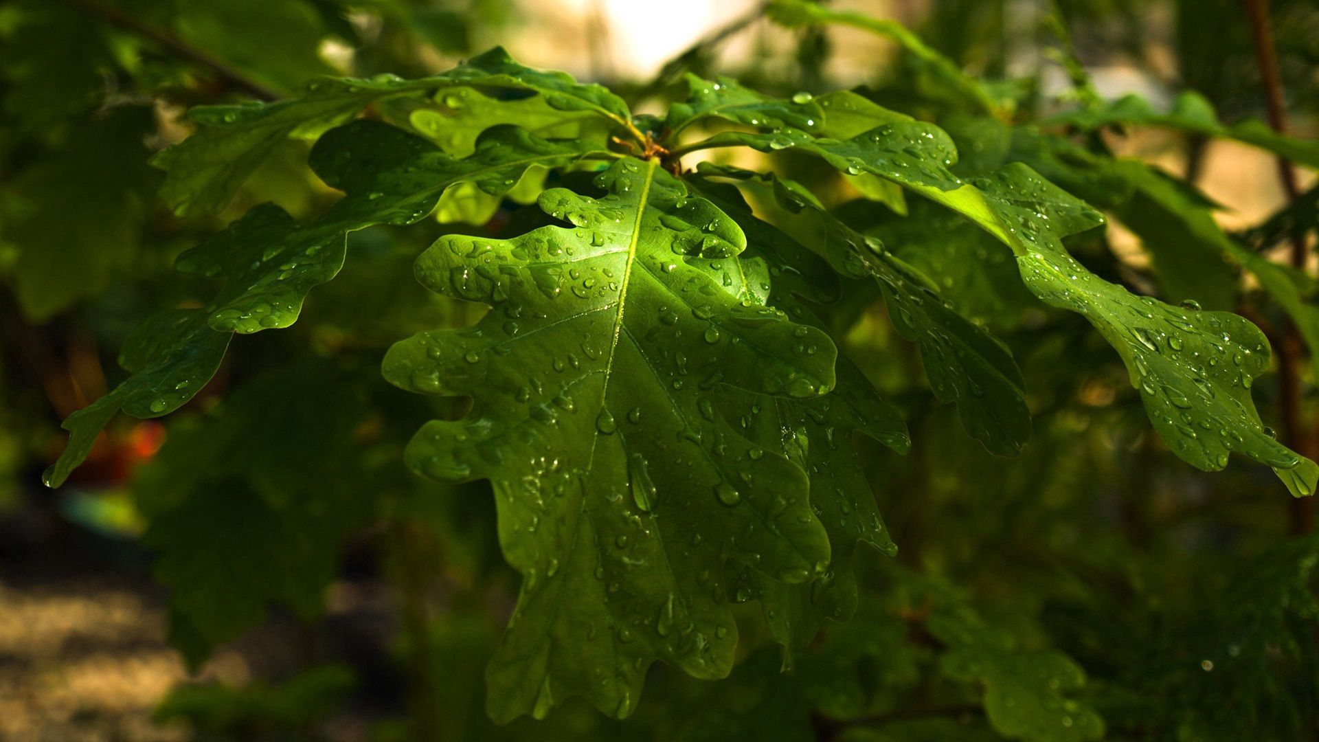 shine, rain, light, nature, leaves, summer, drops, dew, oak