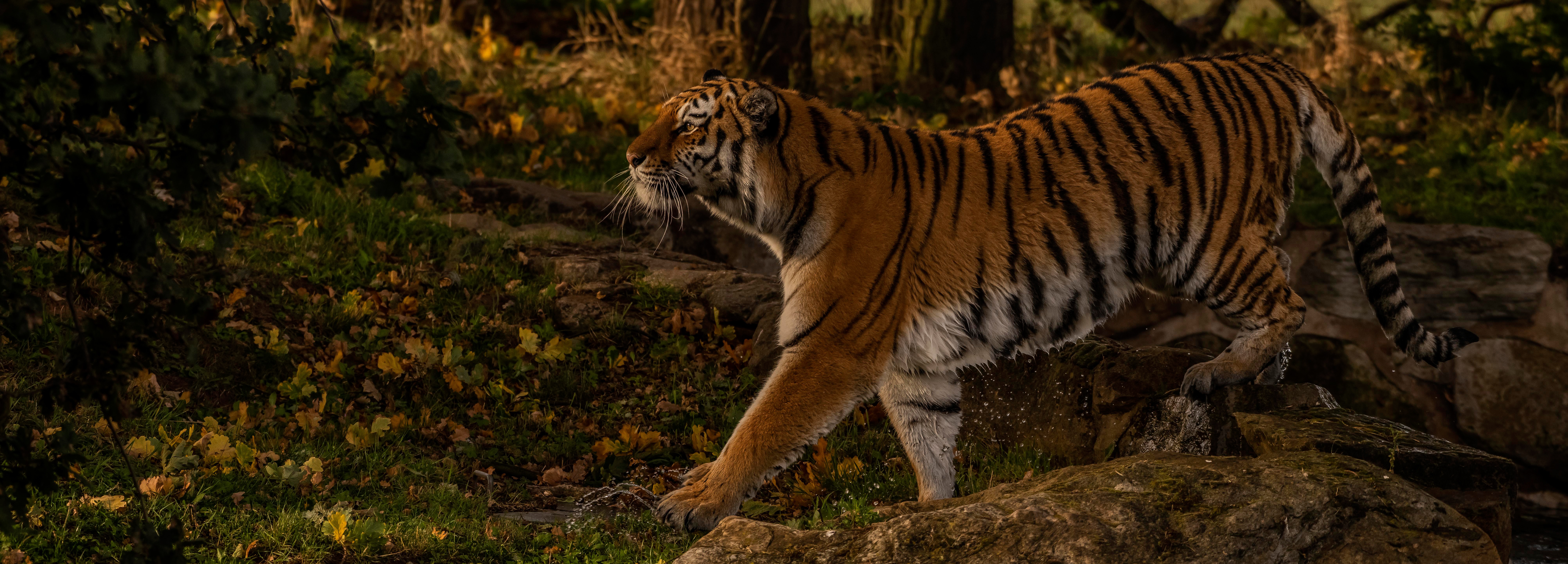 Téléchargez des papiers peints mobile Animaux, Chats, Tigre gratuitement.