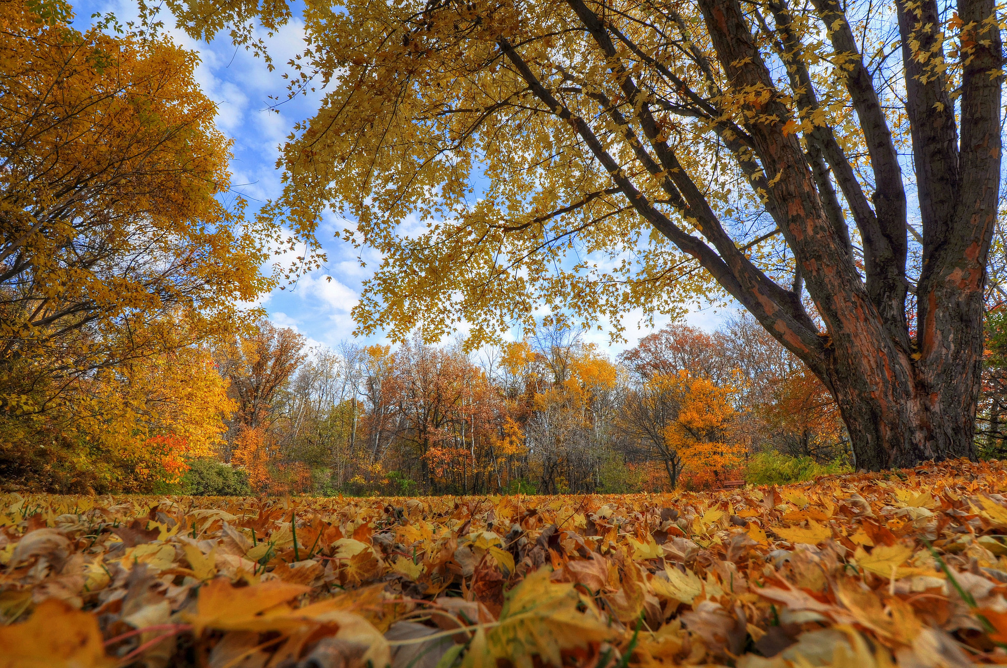 Laden Sie das Natur, Herbst, Baum, Blatt, Erde/natur-Bild kostenlos auf Ihren PC-Desktop herunter
